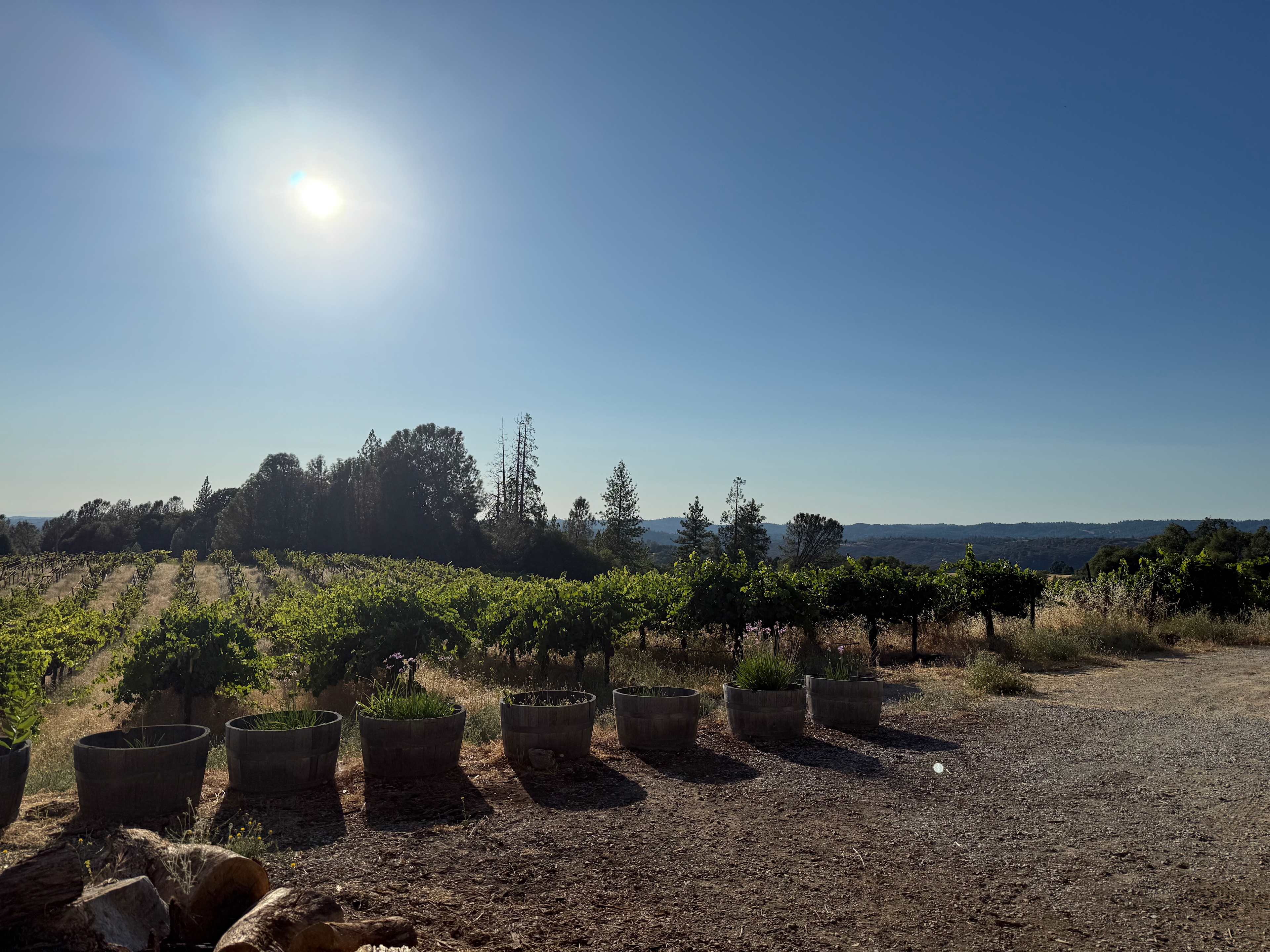 Camp 🏕 Gold Dust Vineyard