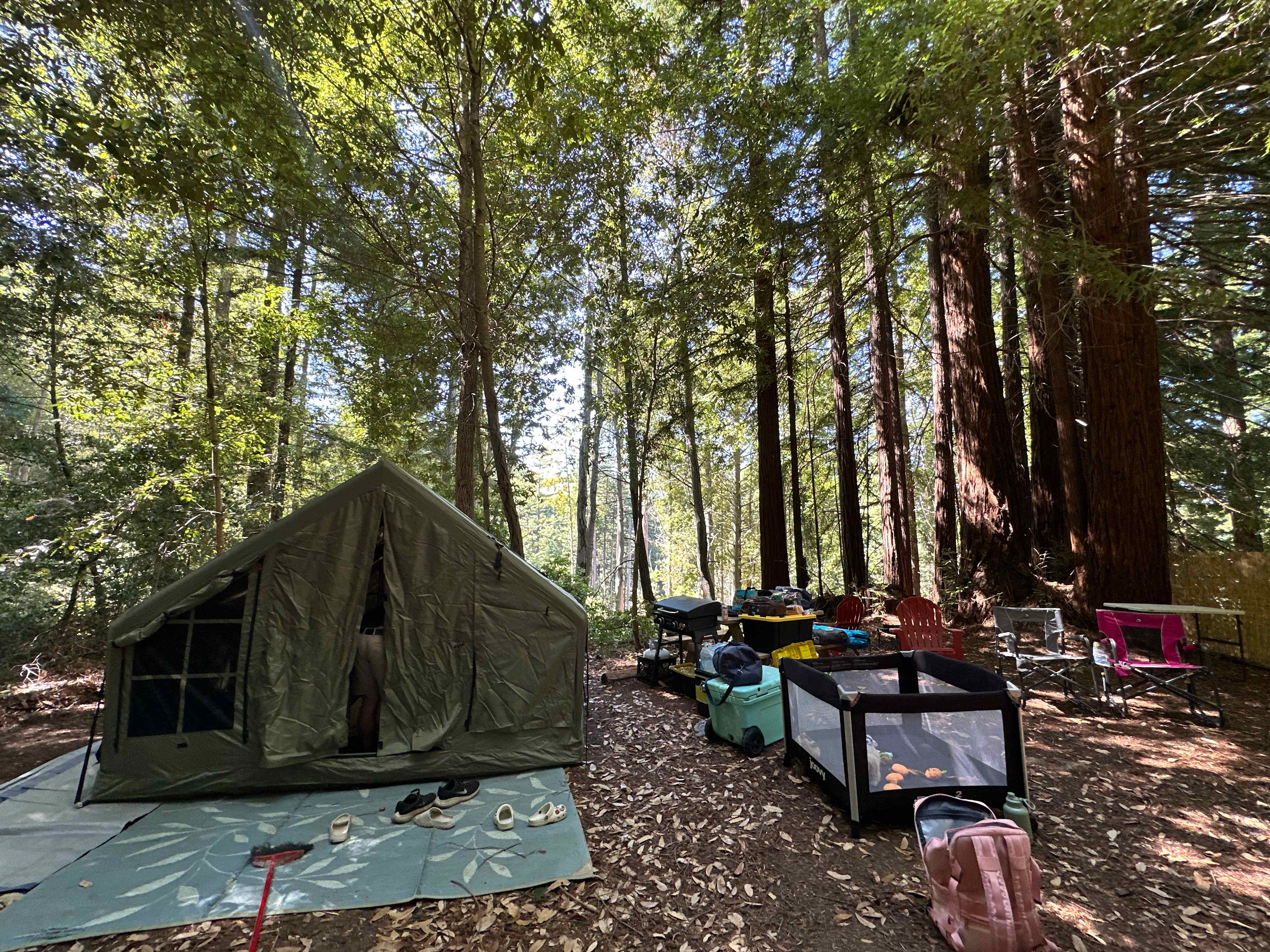 Redwood Paradise