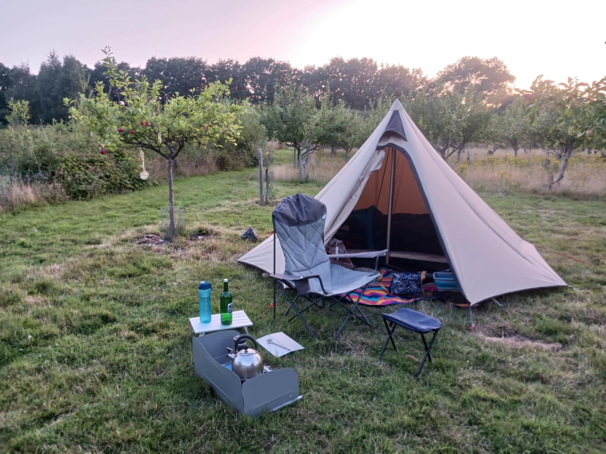 Plum Camping in May Tree Orchard