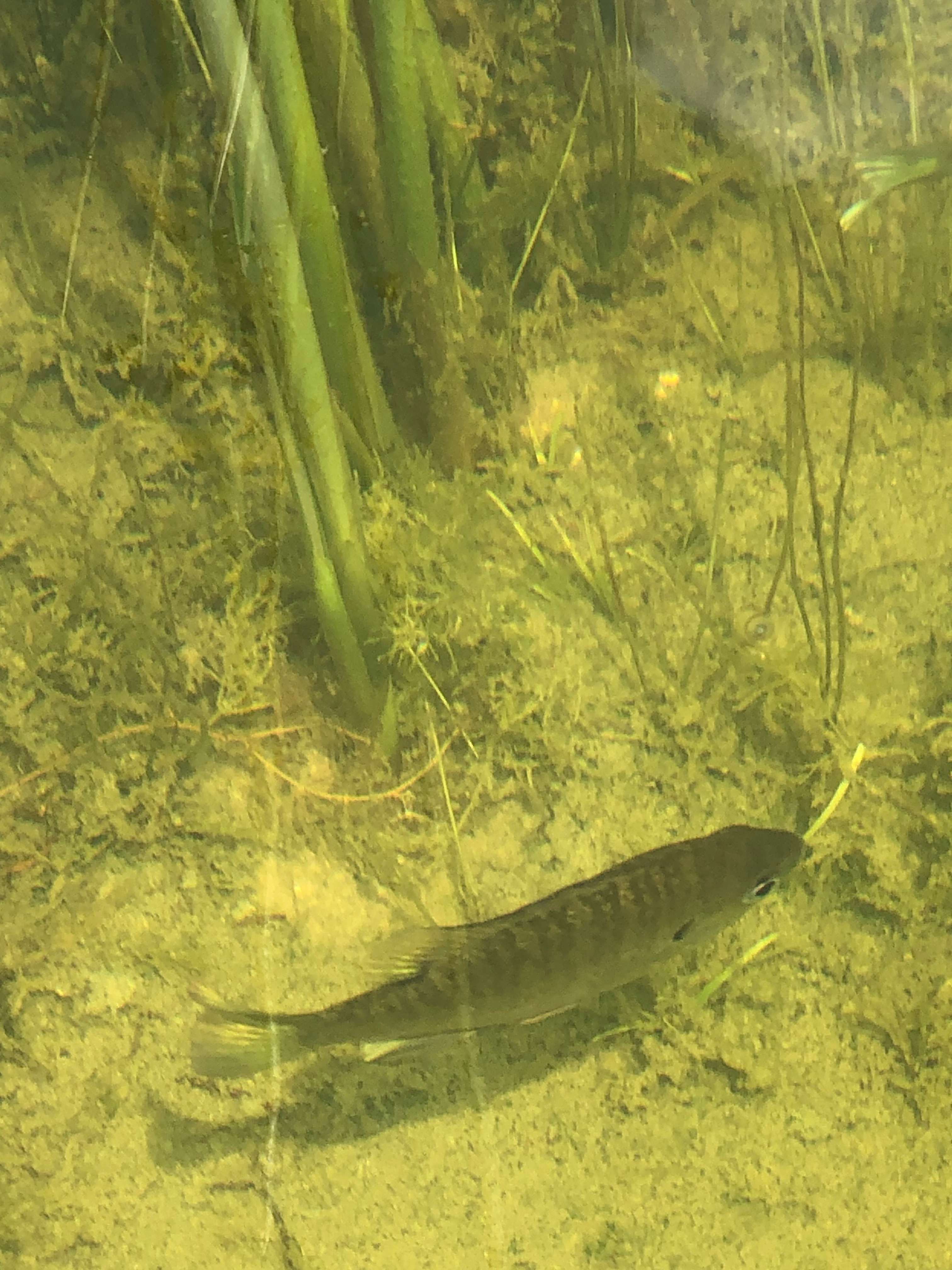 Fish in the pond