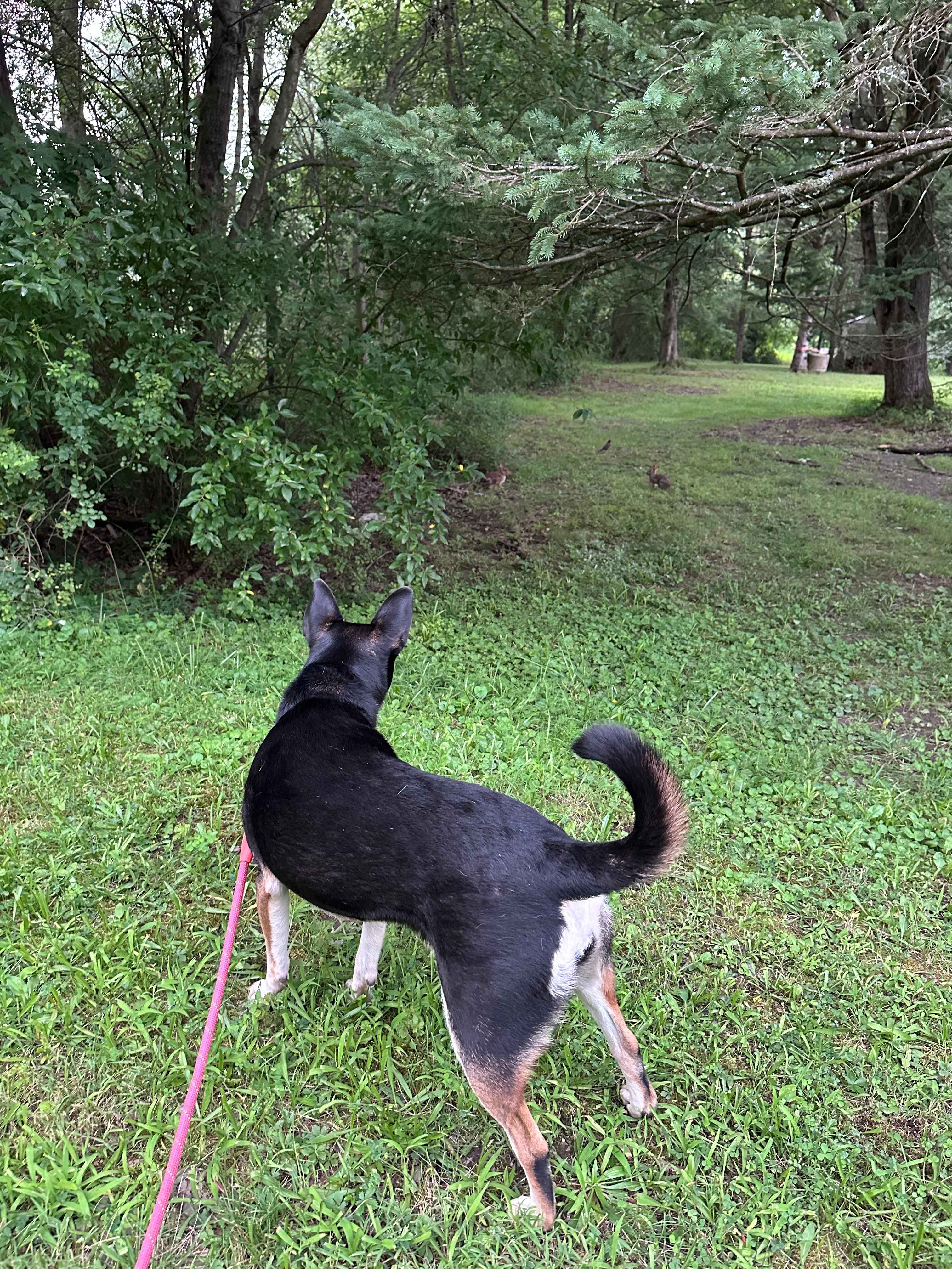 Taking a walk on the property and saying hi to the wildlife!