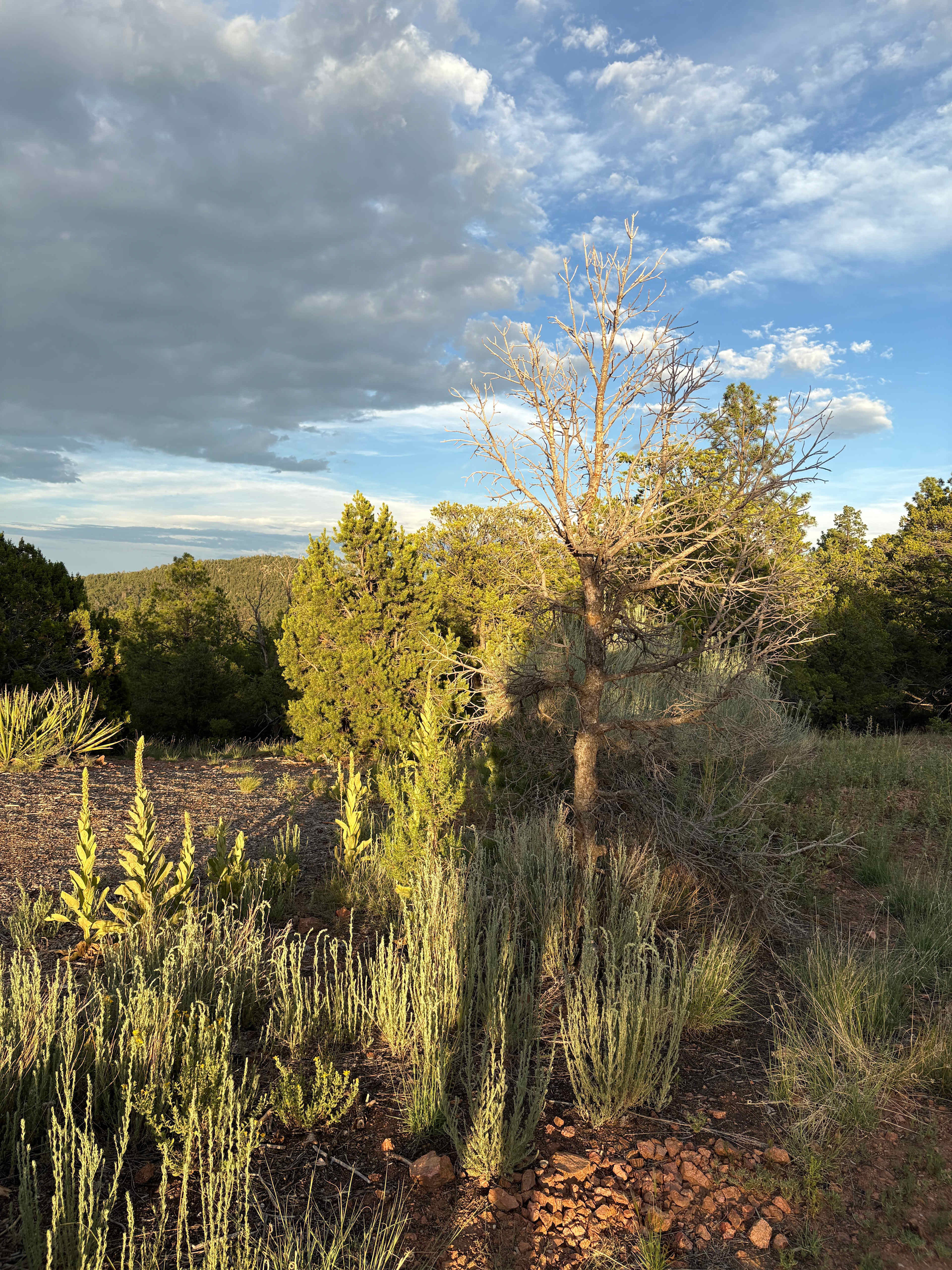 Santa Fe Treehouse Camp