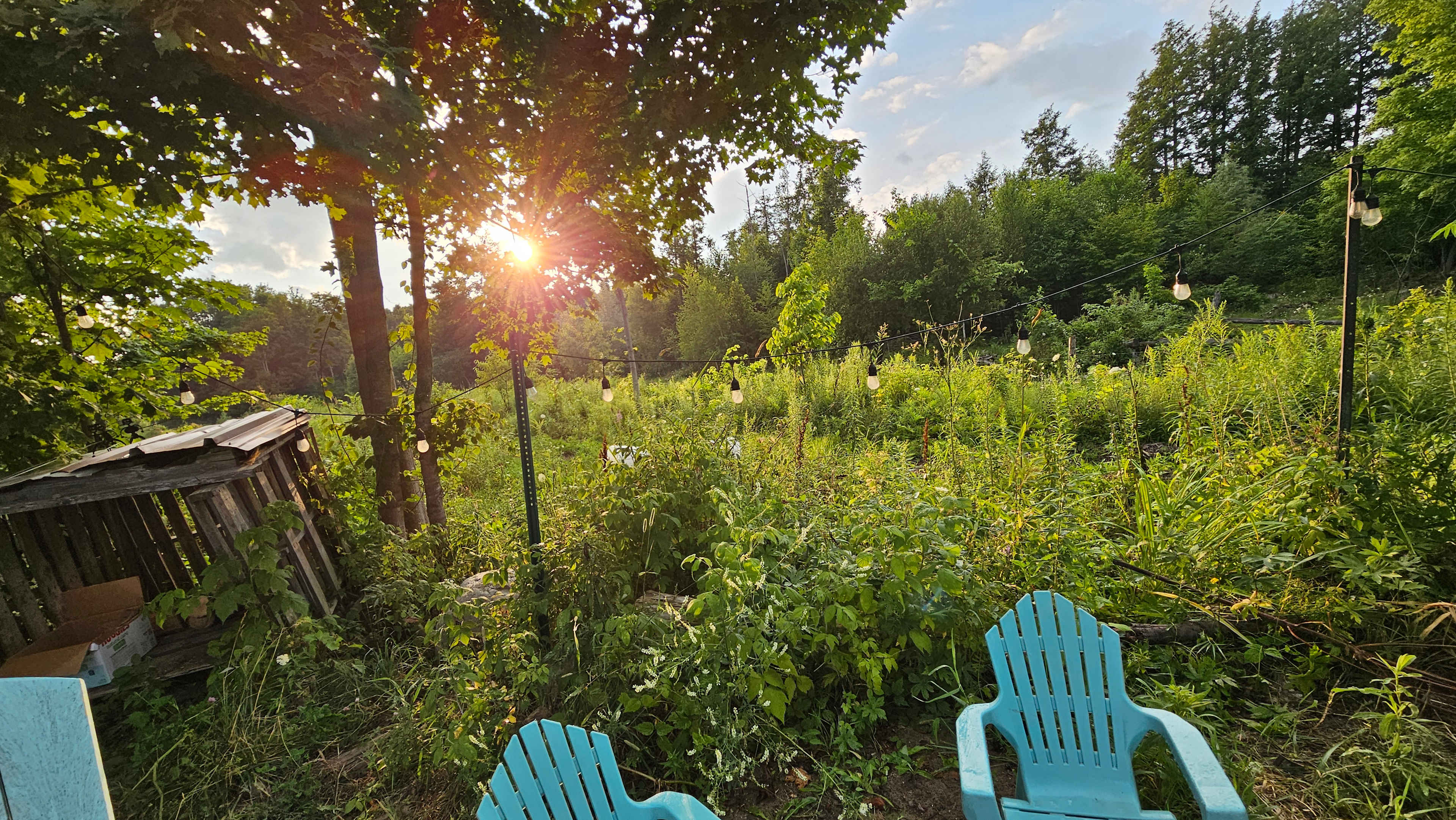 the Goose - Jamink Farm