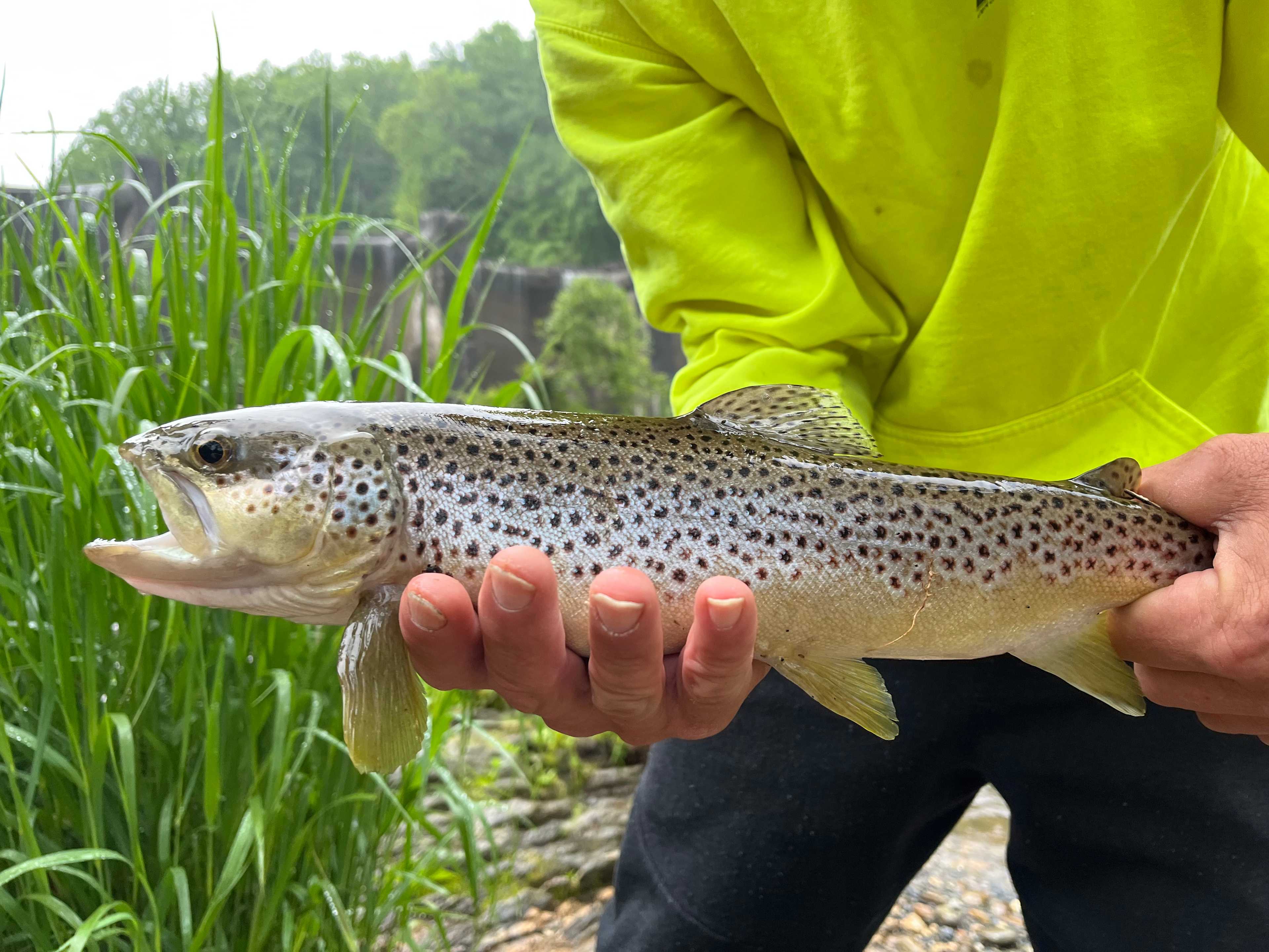 Brown trout-nearby stream