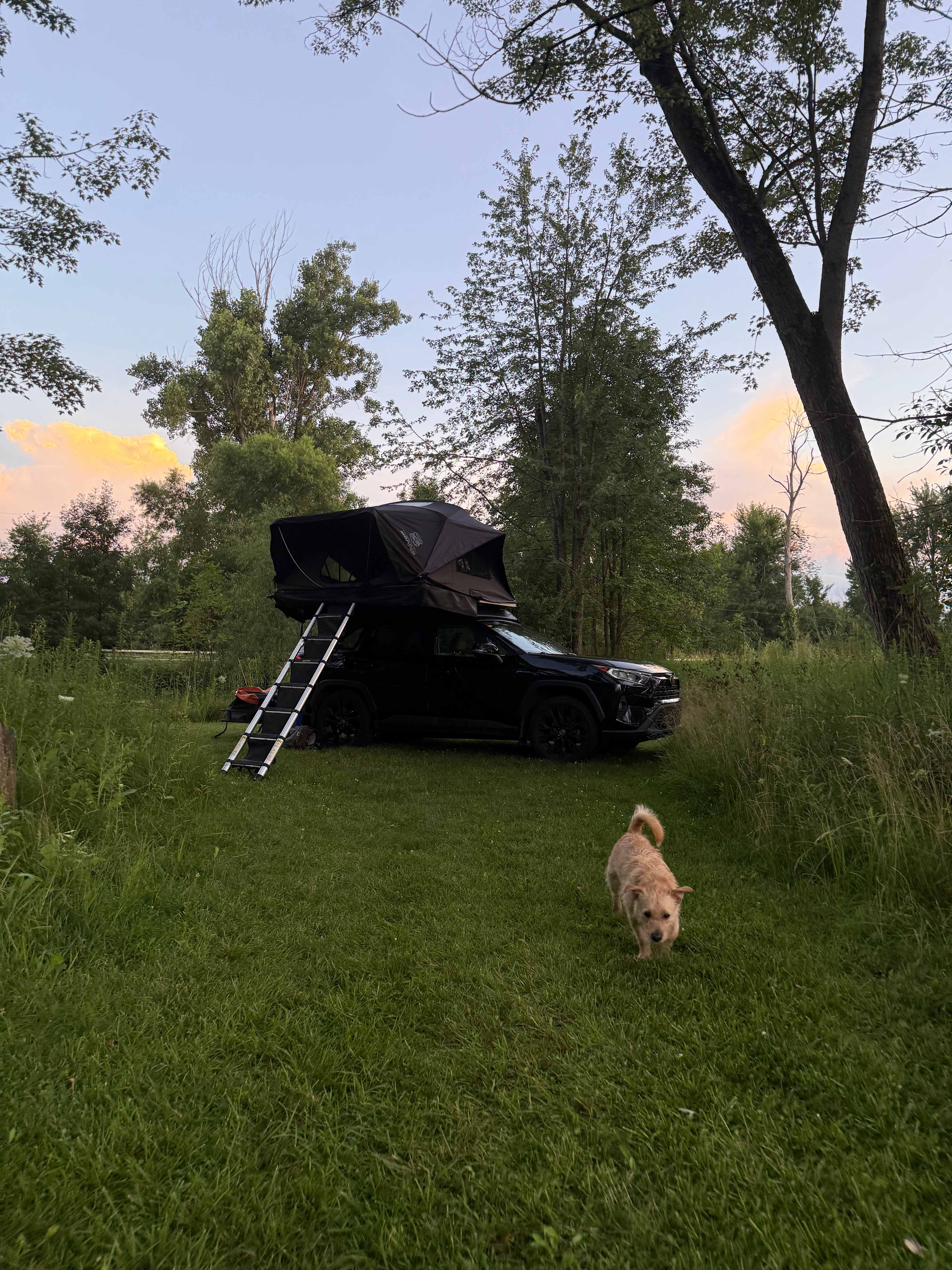 Songdog Meadows