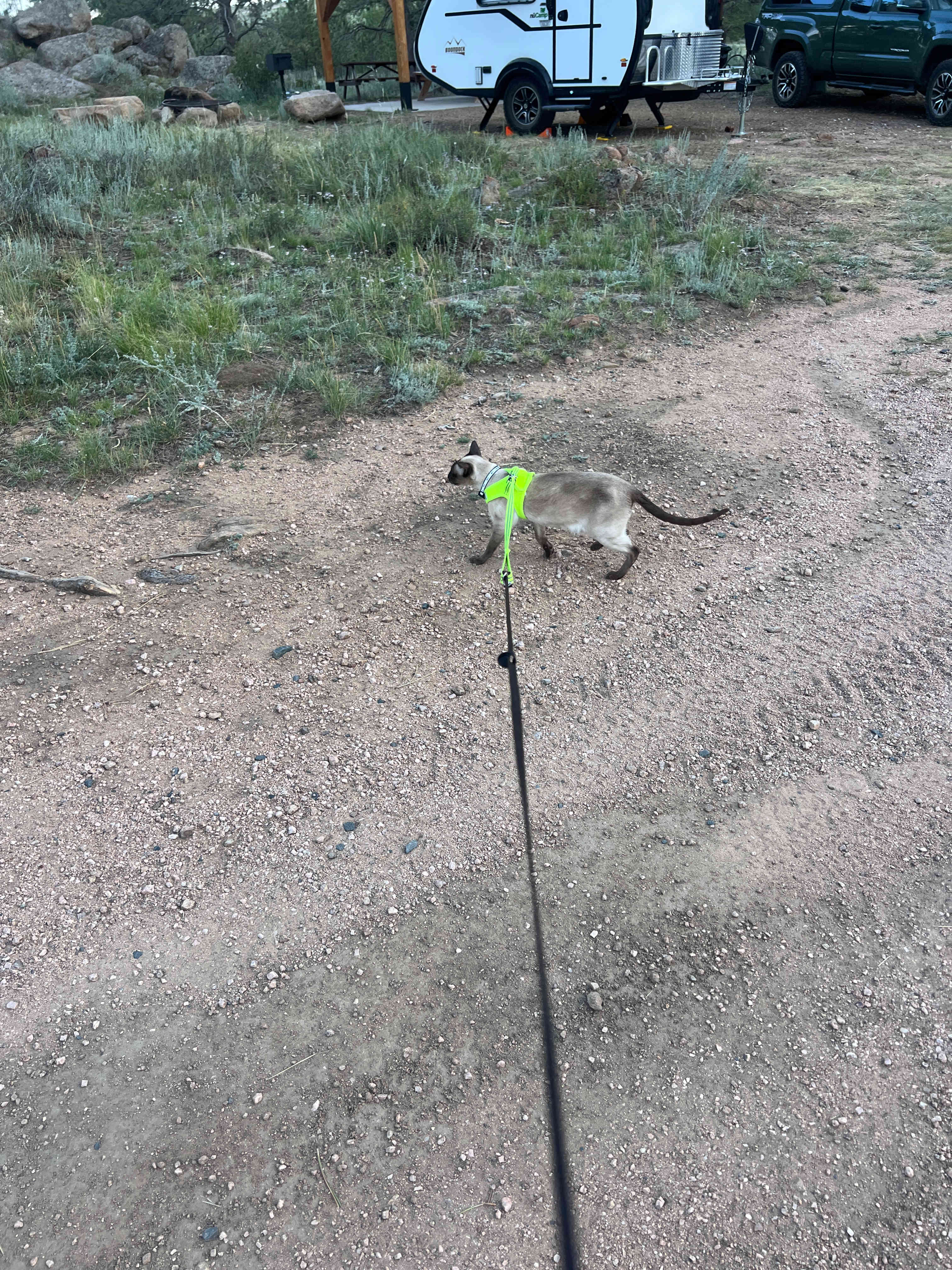 Teddy on walkabout