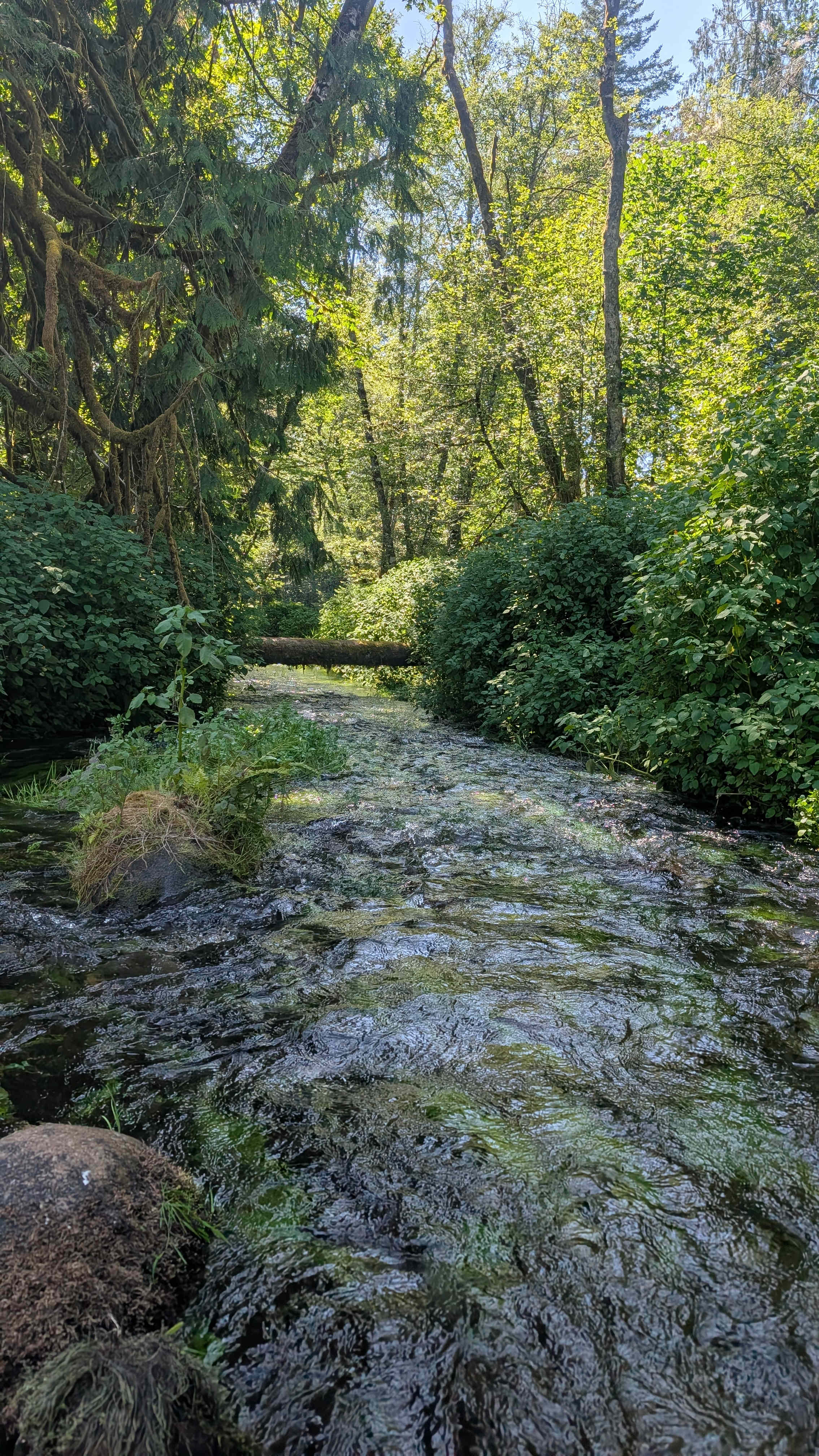 Secluded Creekside Camp