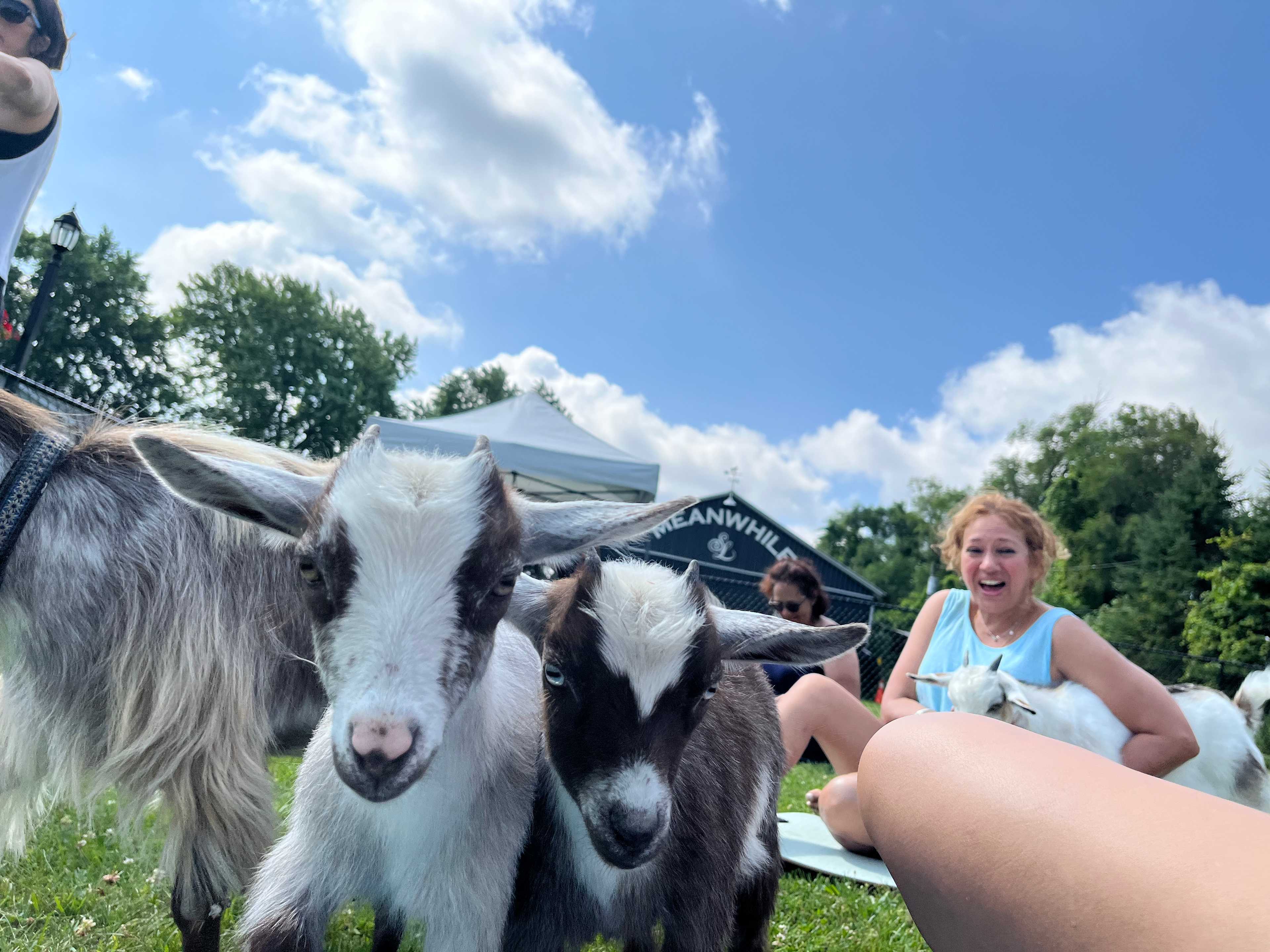 Meanwhile Farm