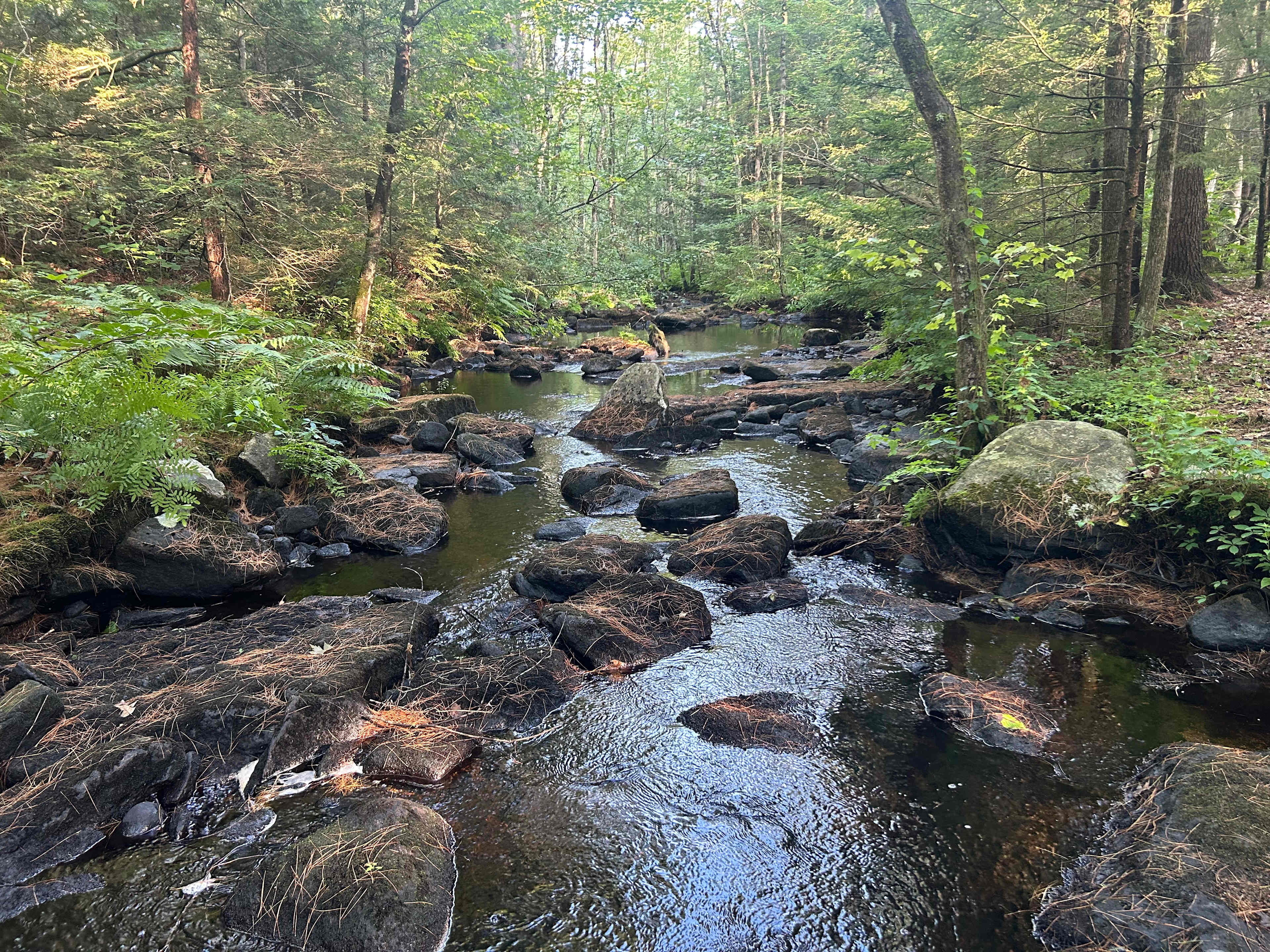 View from center of brook