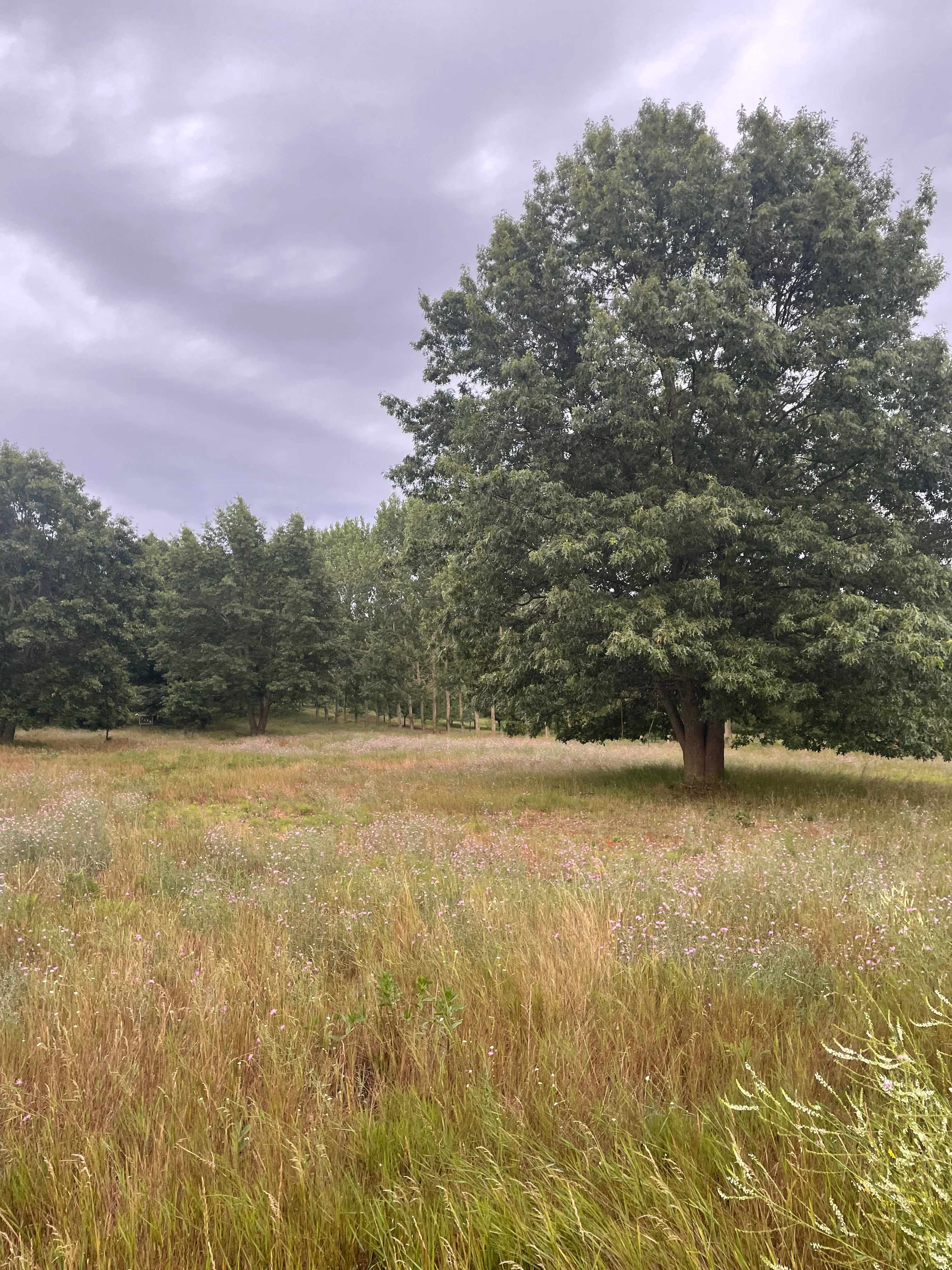 The 40 Acre Wood