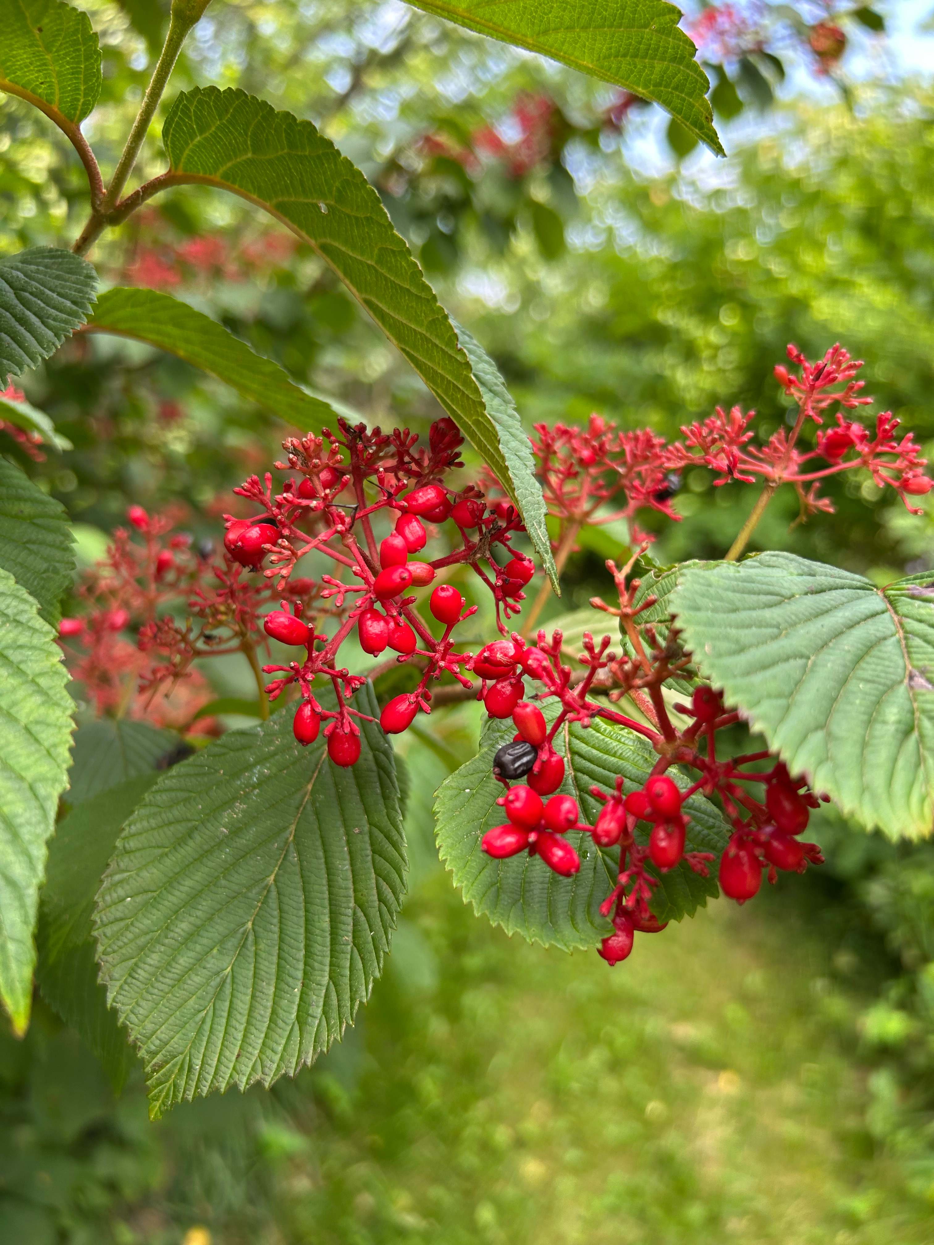 Robinia in Glenwood