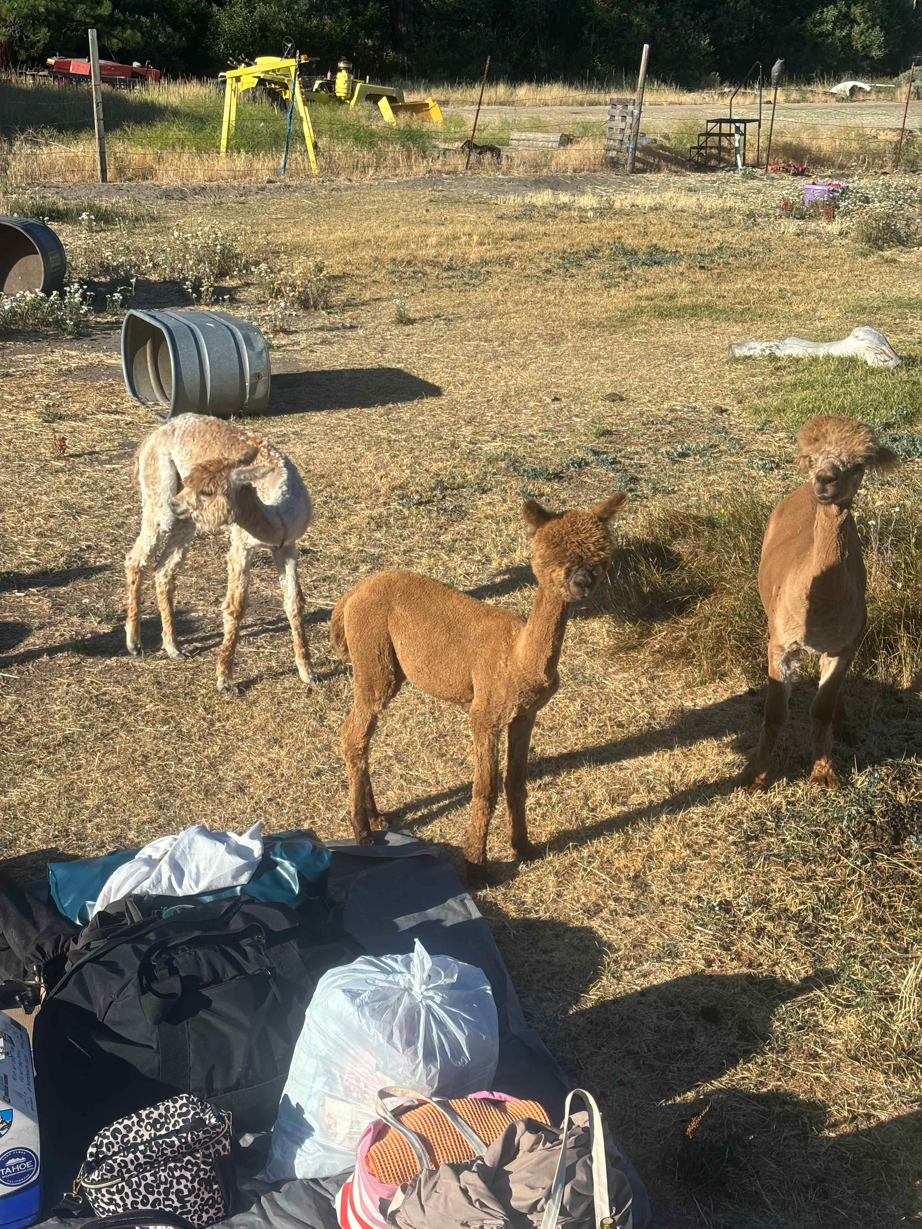 L.Davis Ranch and Olde LYFE Alpacas