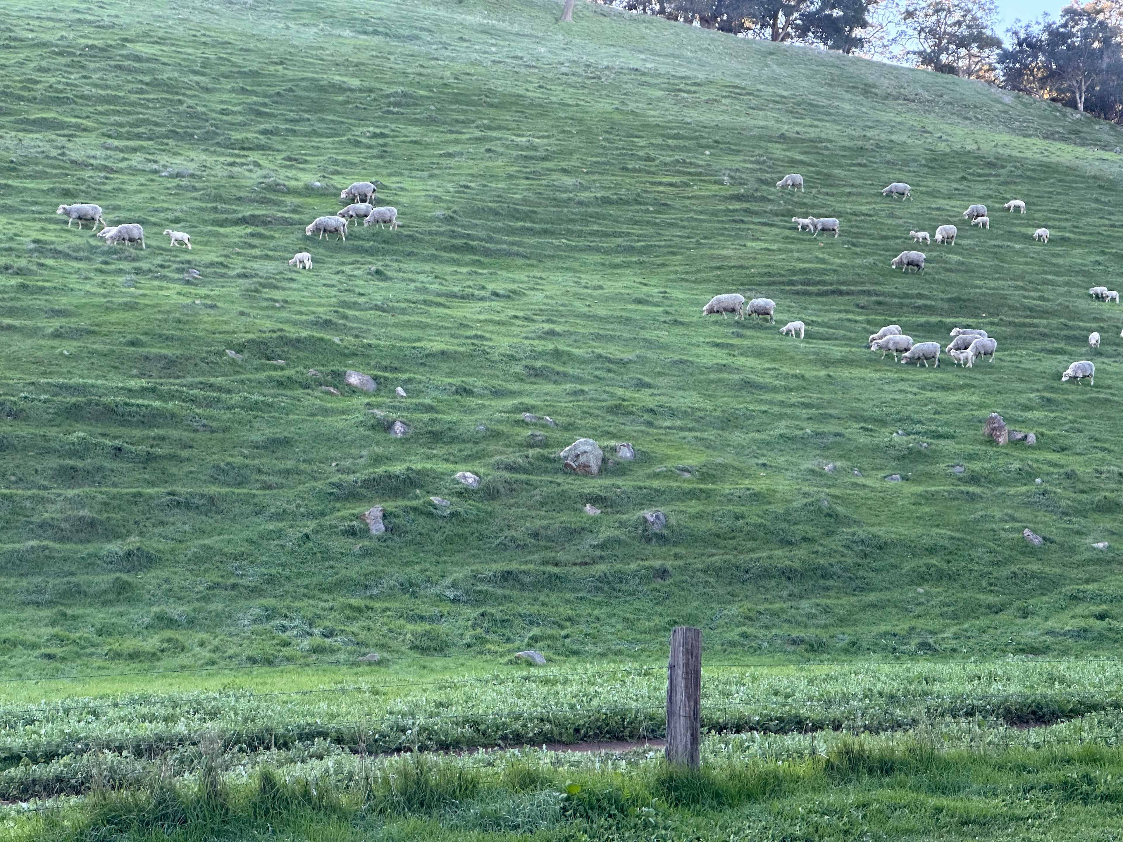 Bolinda Vale Farm