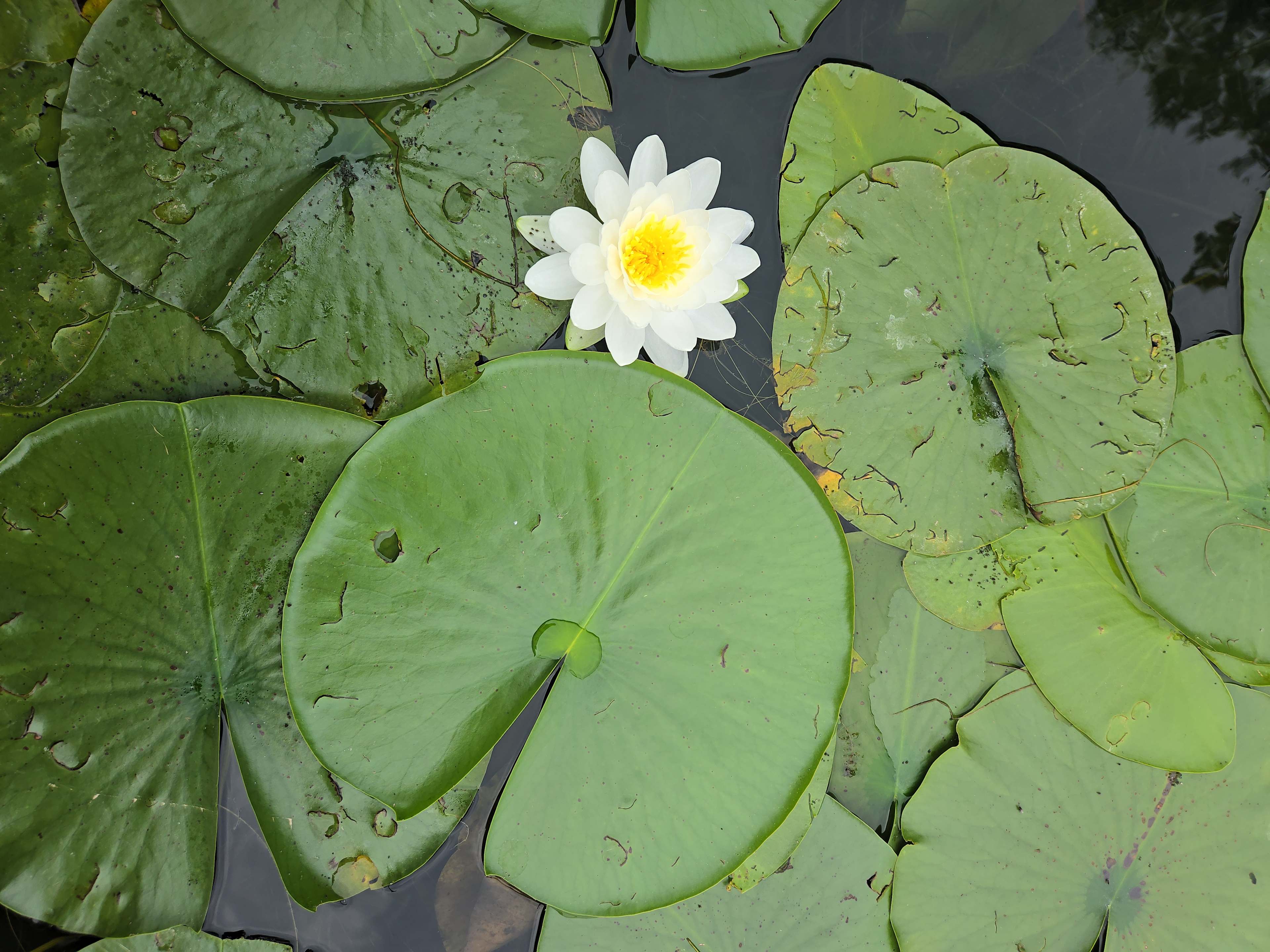 So beautiful to see all the flowers on the lake