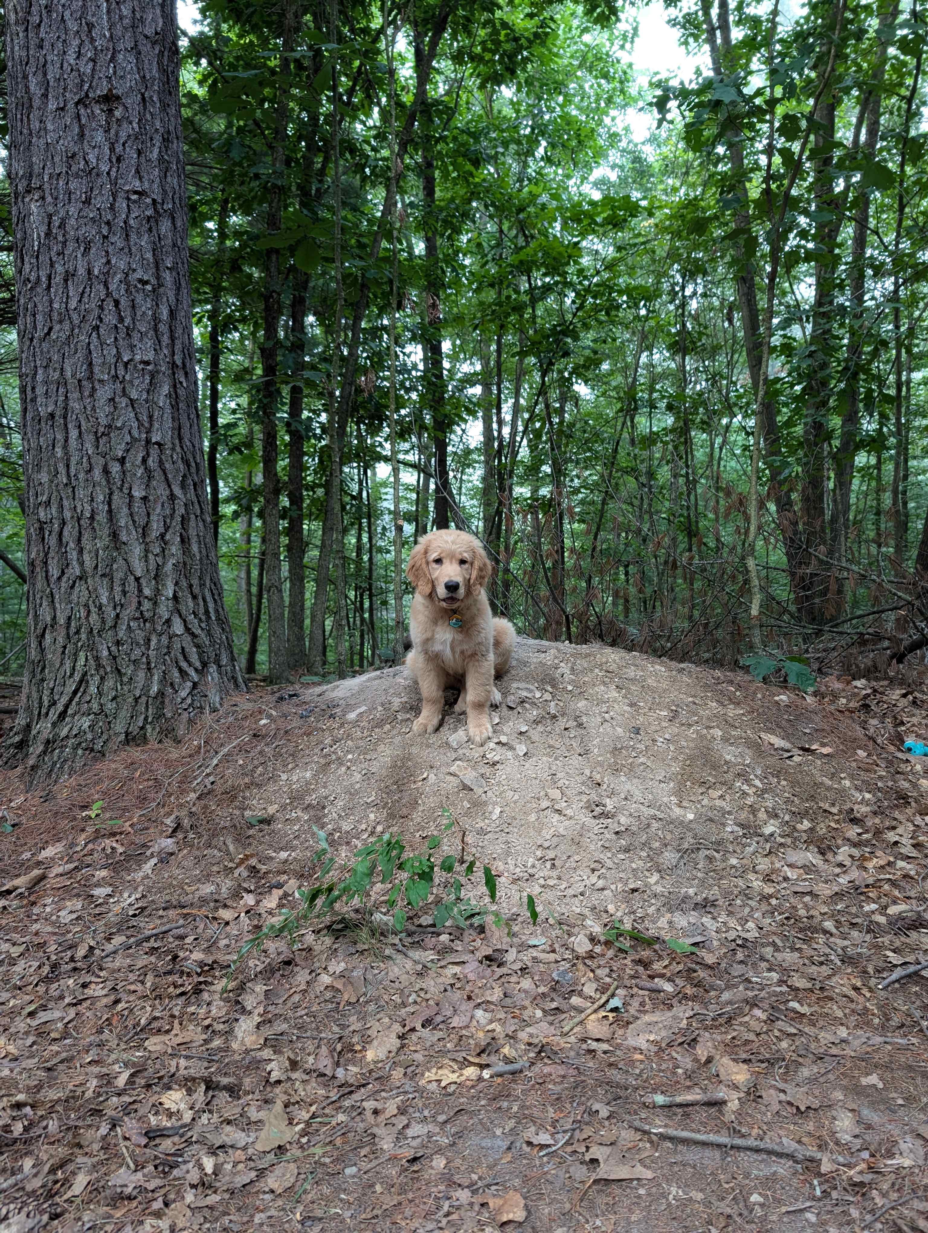 Puppy's favorite spot