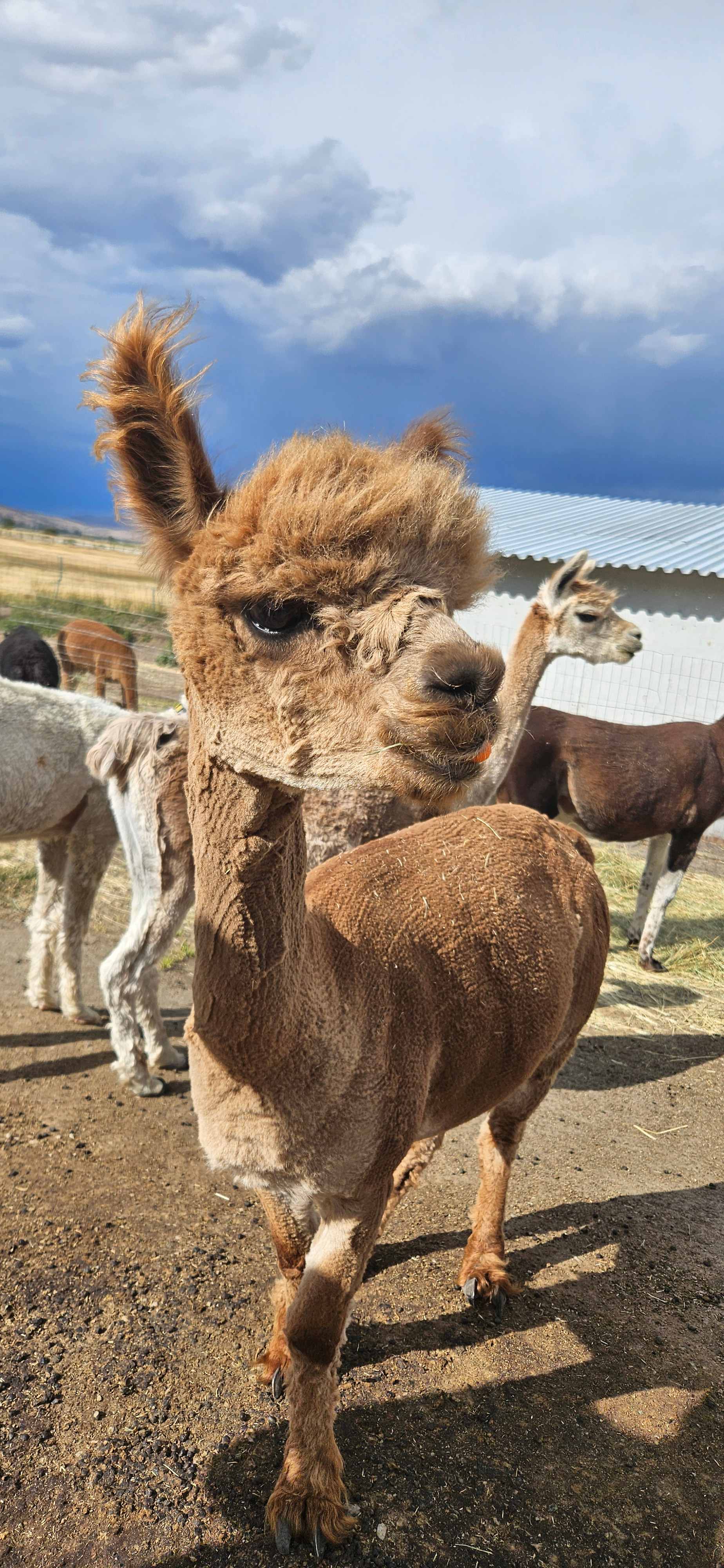 L.Davis Ranch and Olde LYFE Alpacas