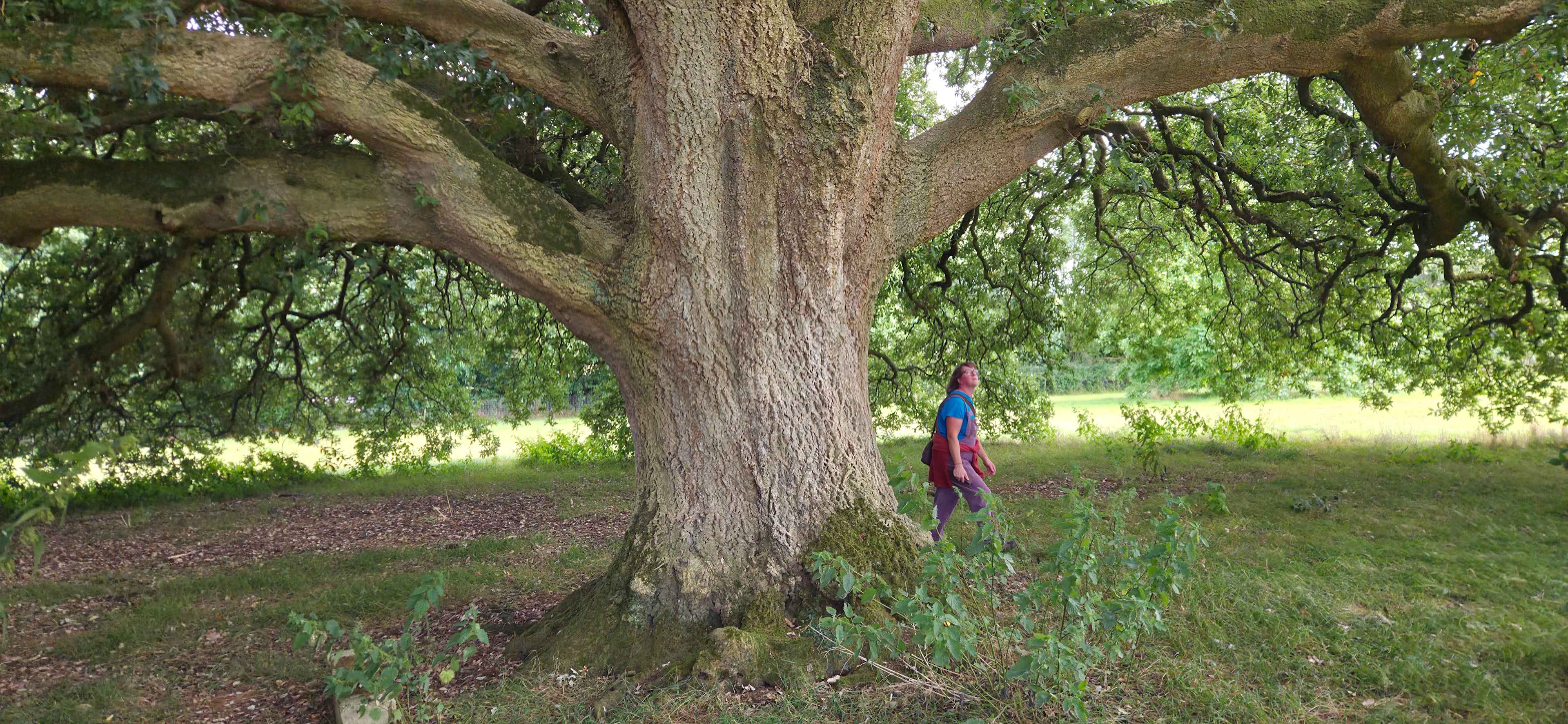 Lucombe oak on the walk to Stockland