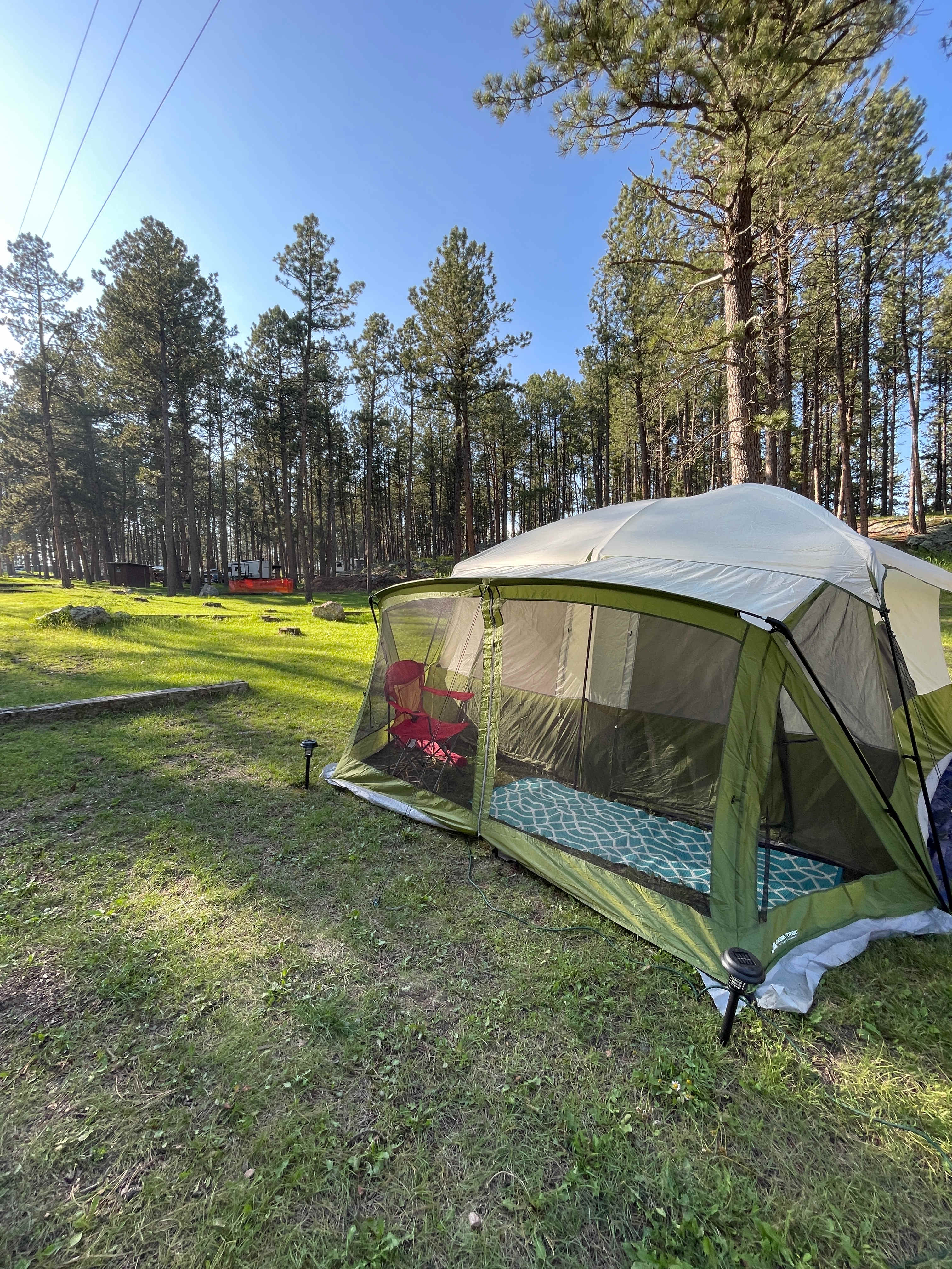 Tent camping near a pine forest