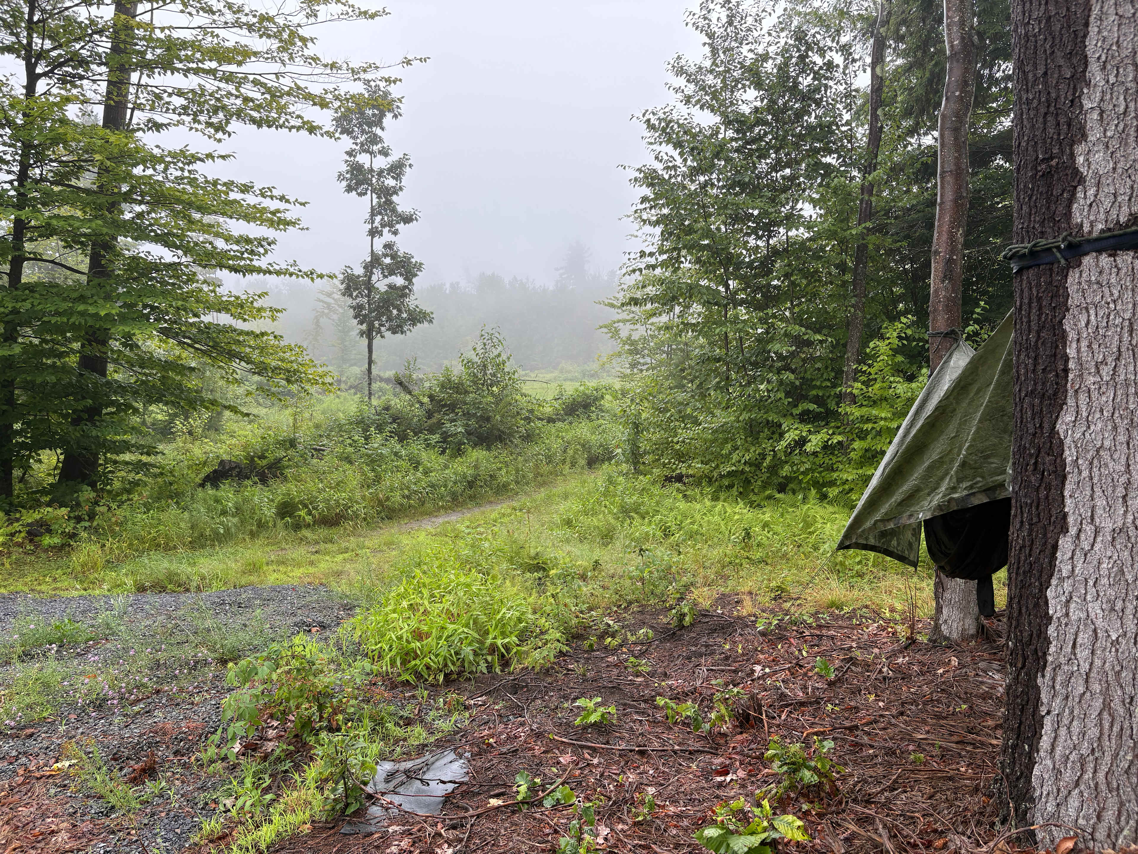 Scenic foggy mornings next to the site we selected