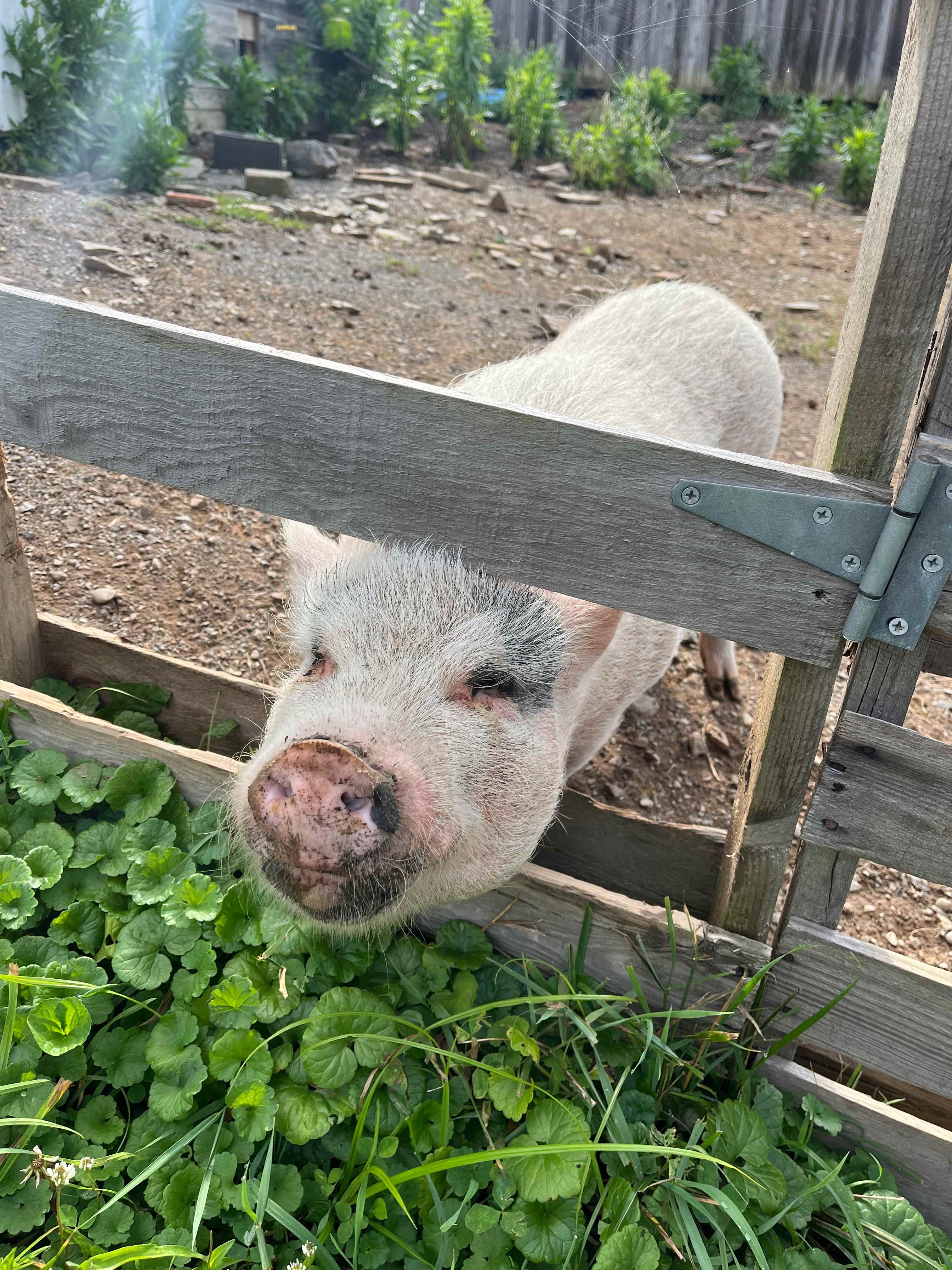 Rescue pigs!