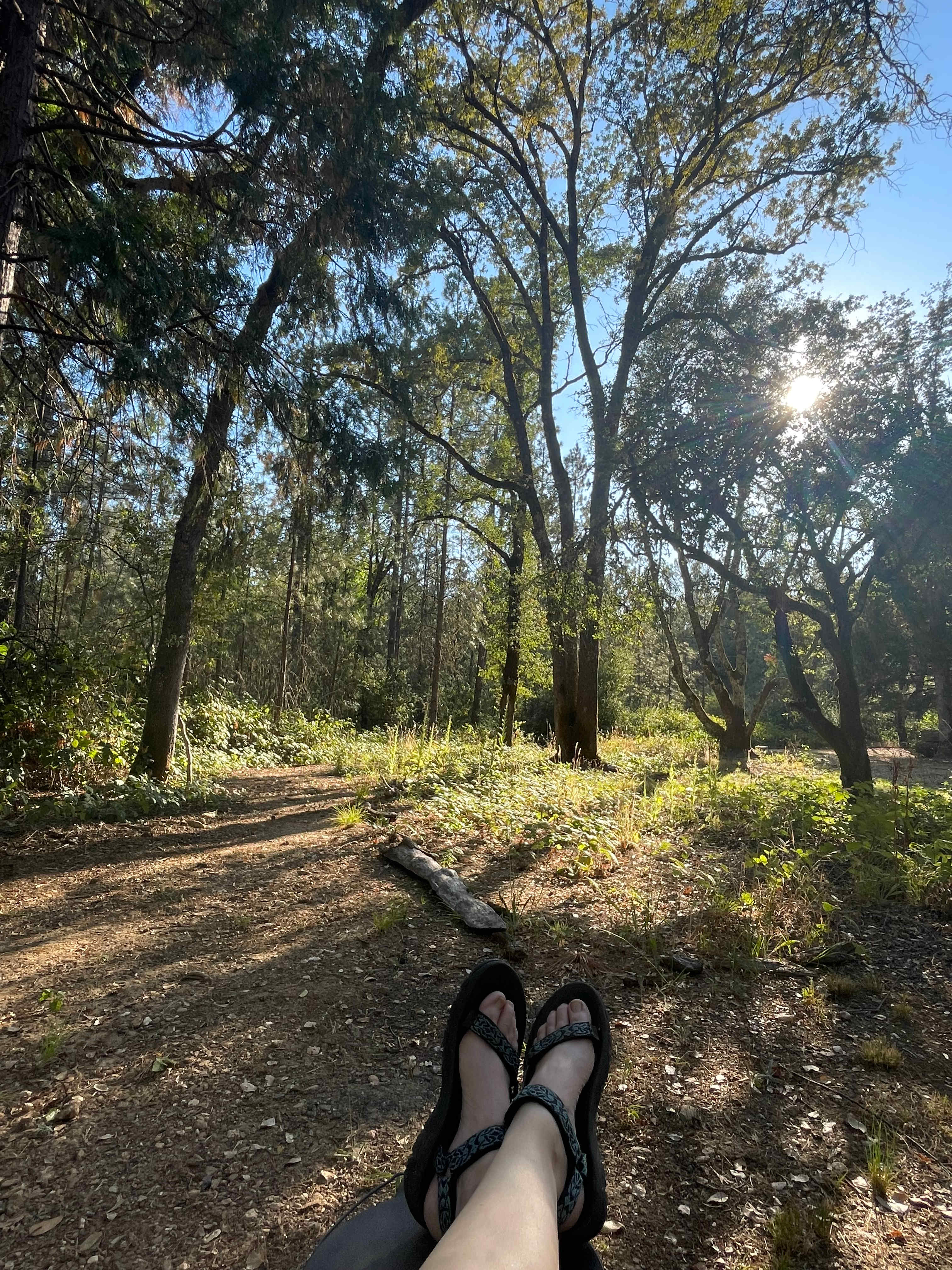 The Black Oak Forest
