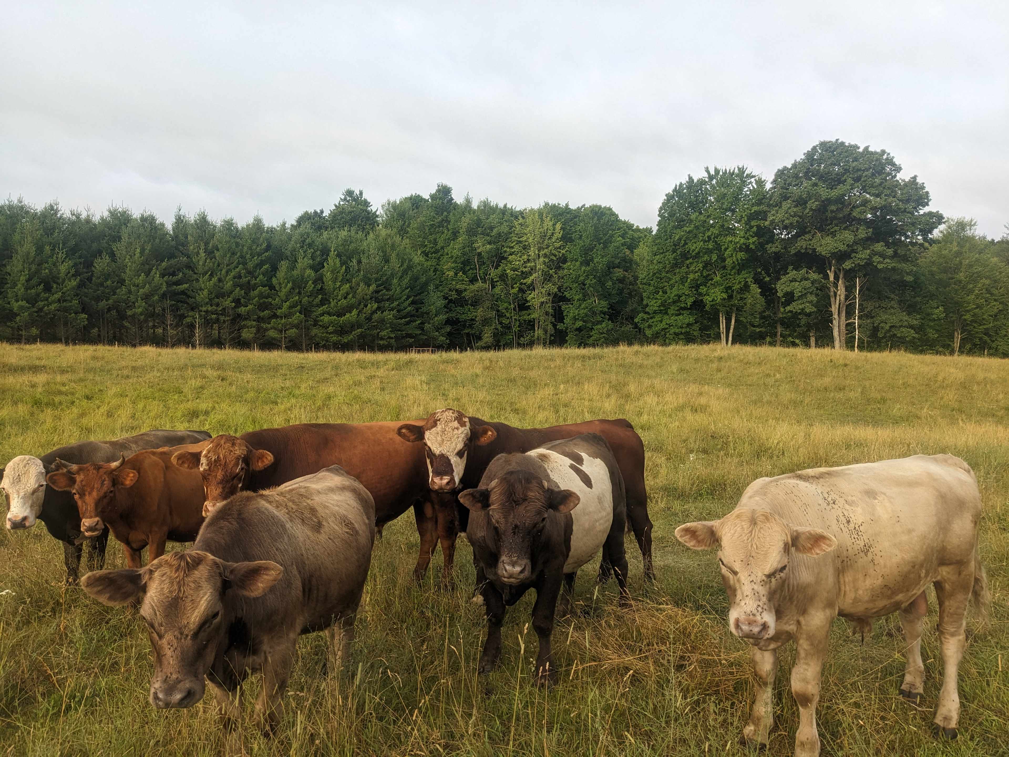 Provision Family Farms