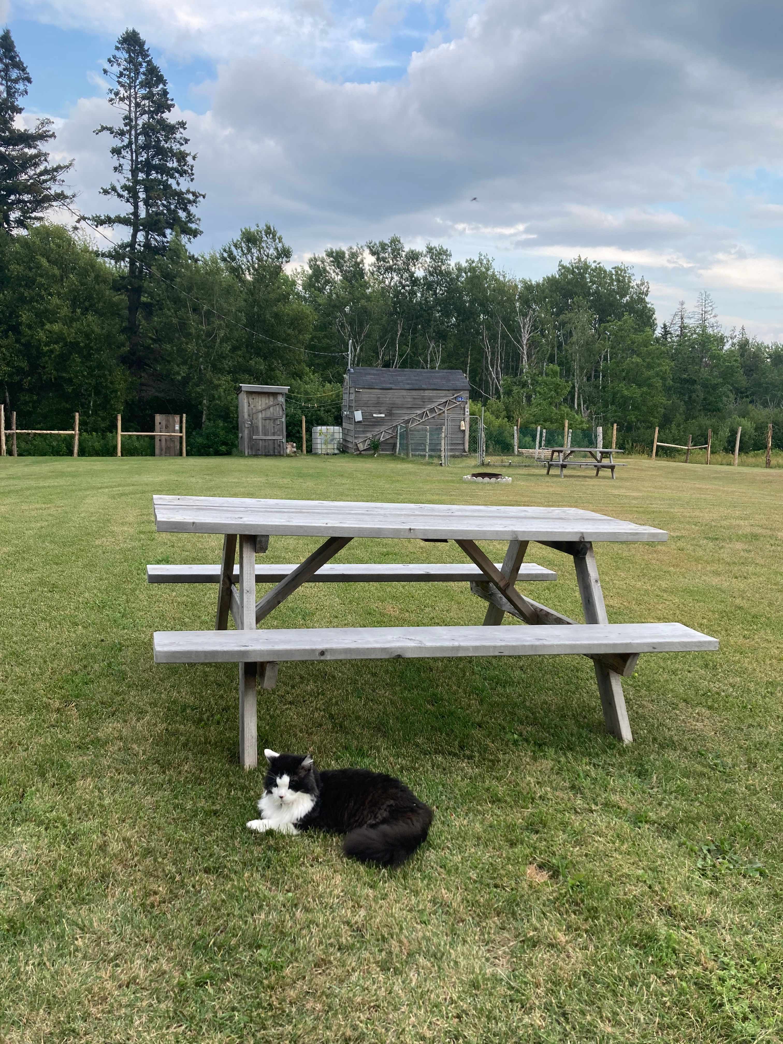 Oliver loves this spot!