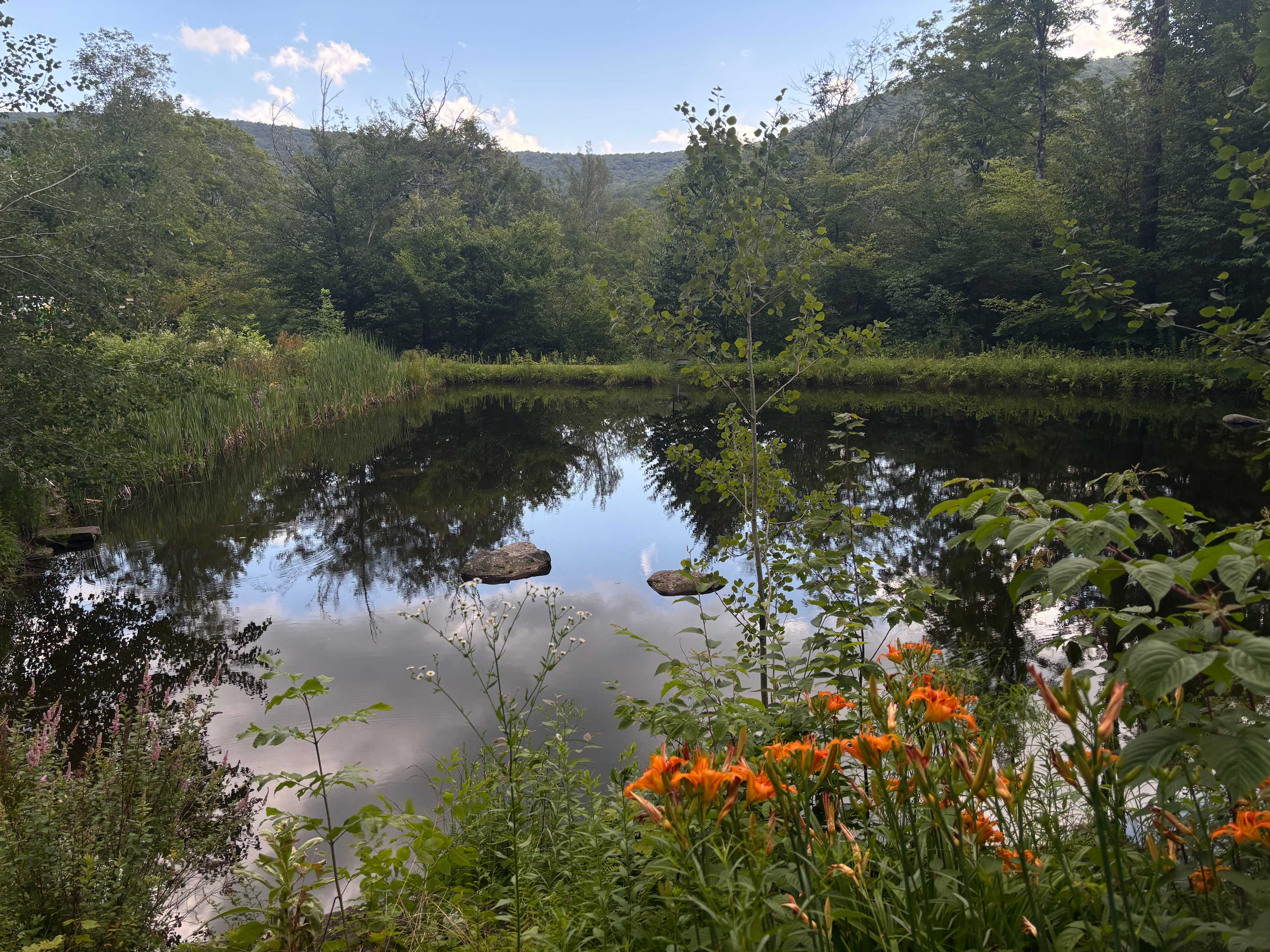 Burr Oaks Forest secluded campsites