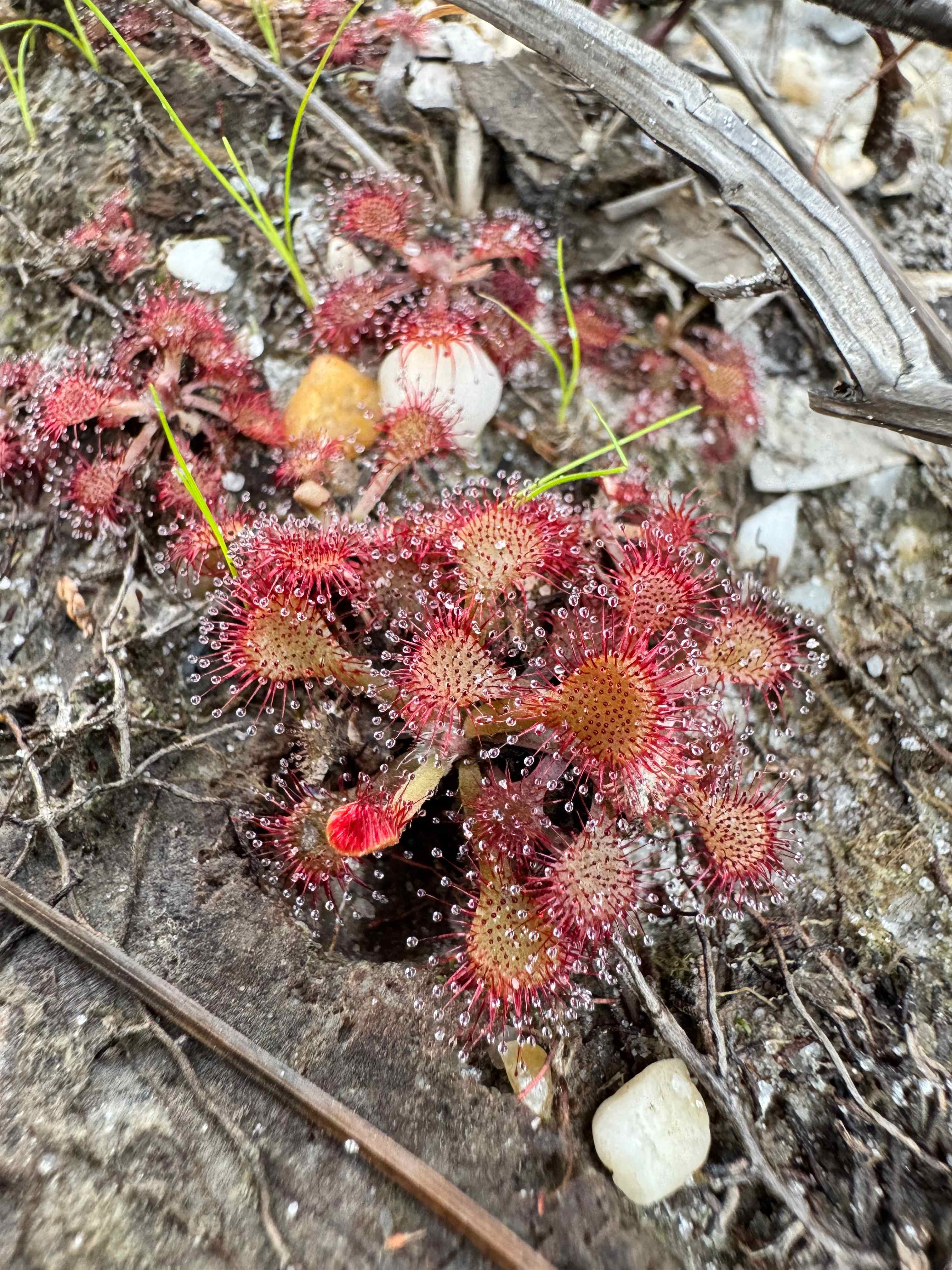 Sundews