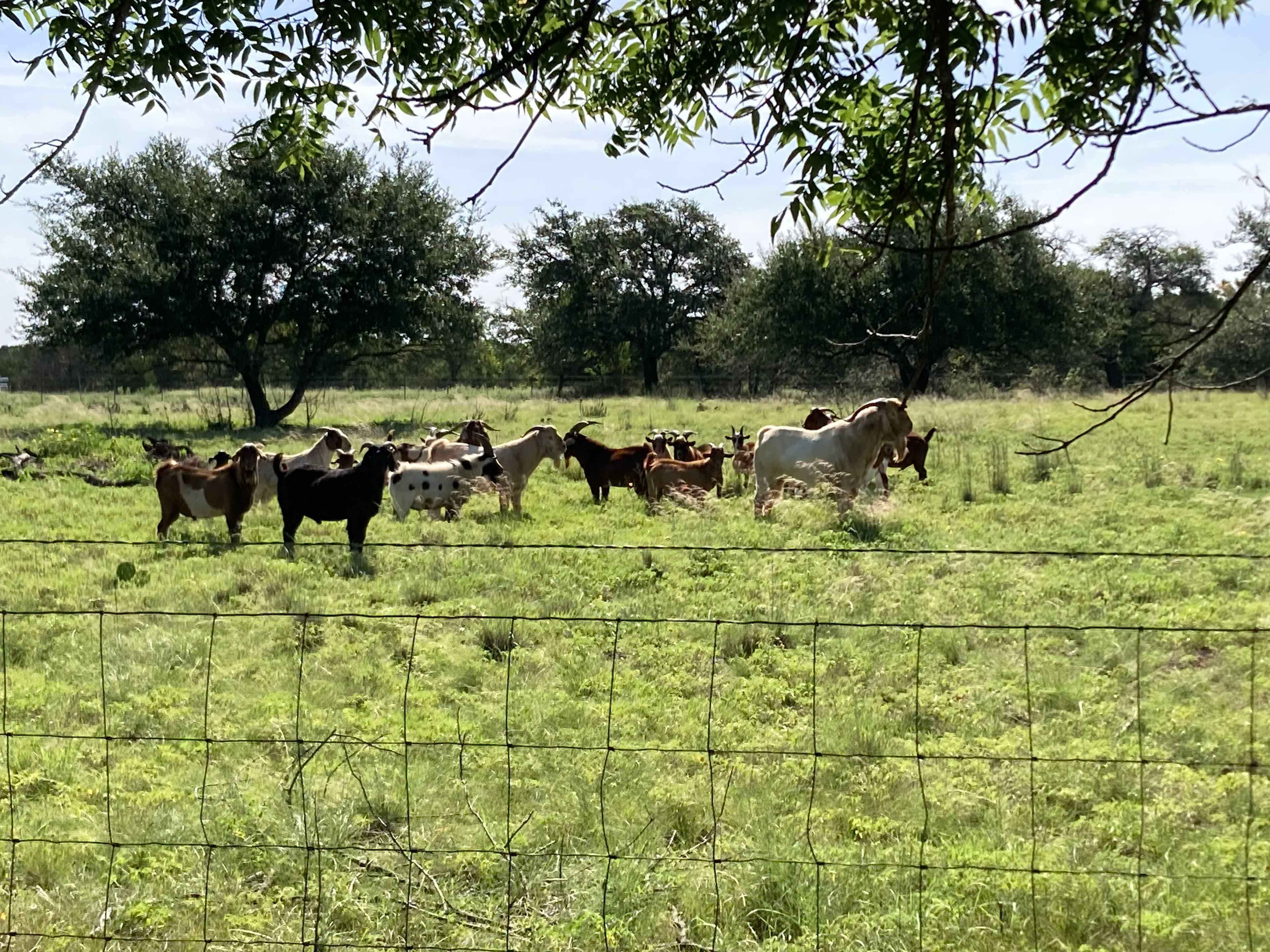 Happy goats
