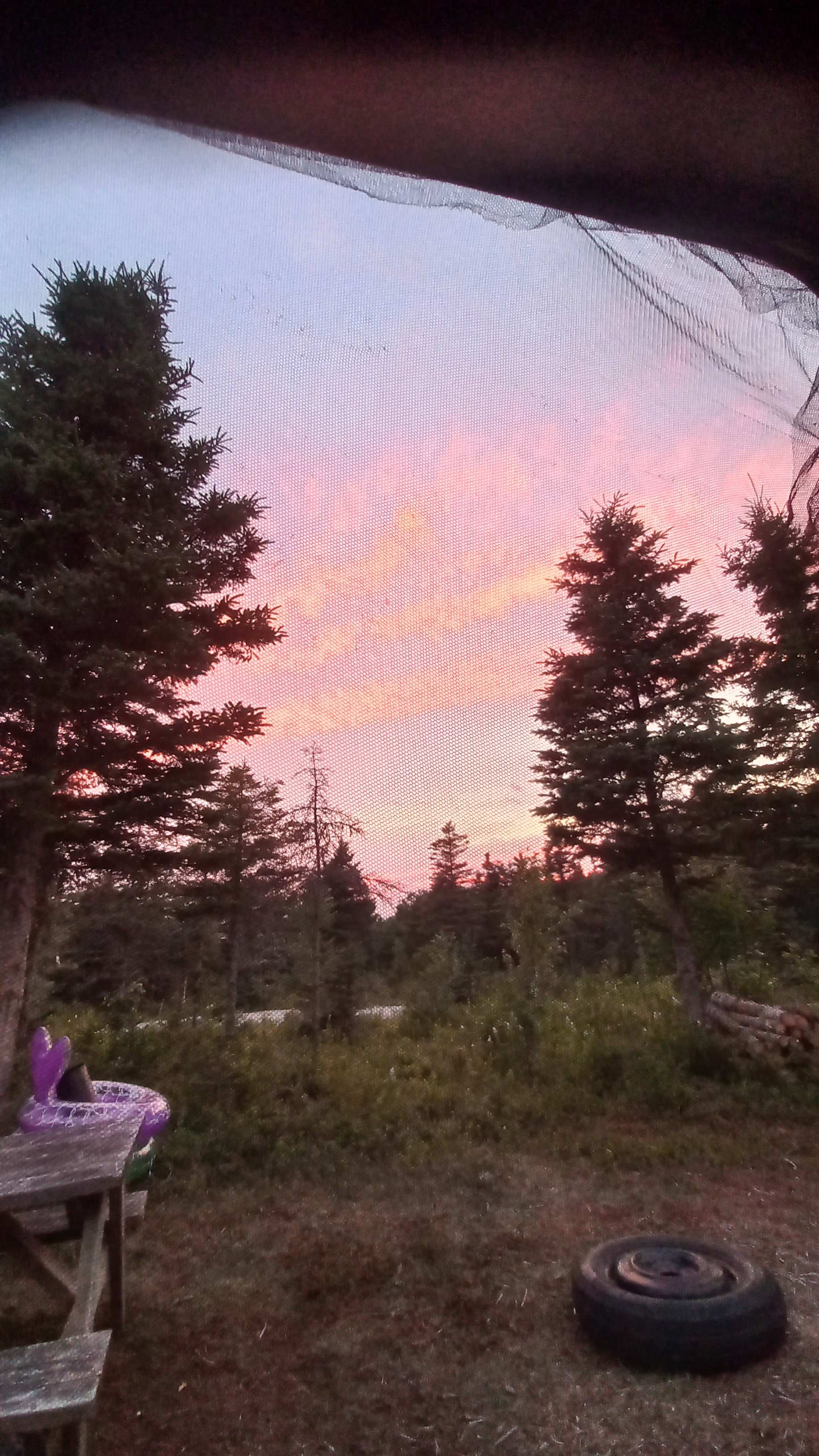 Blueberry Hills