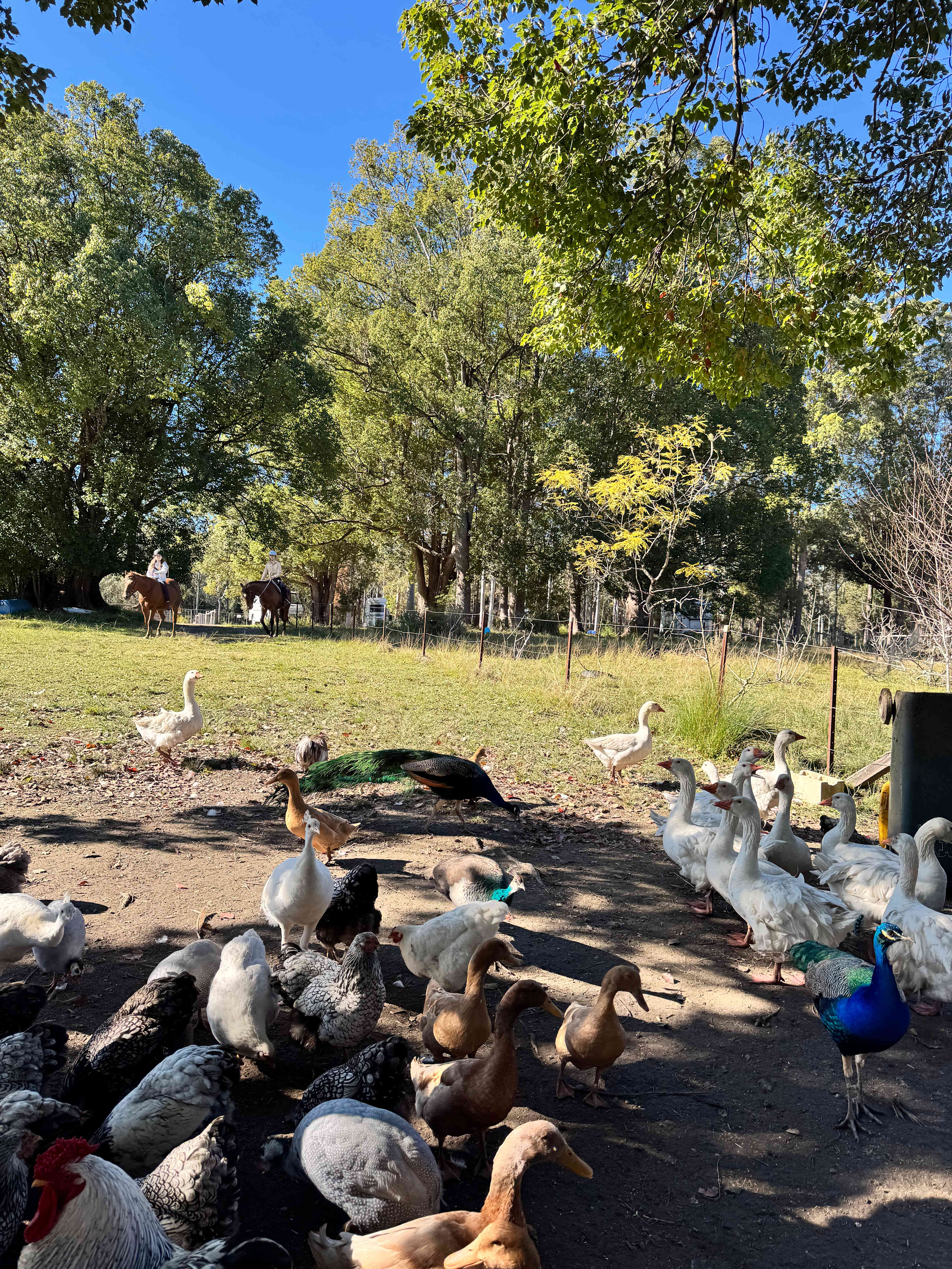 Coffs Harbour Camping & Farmstay