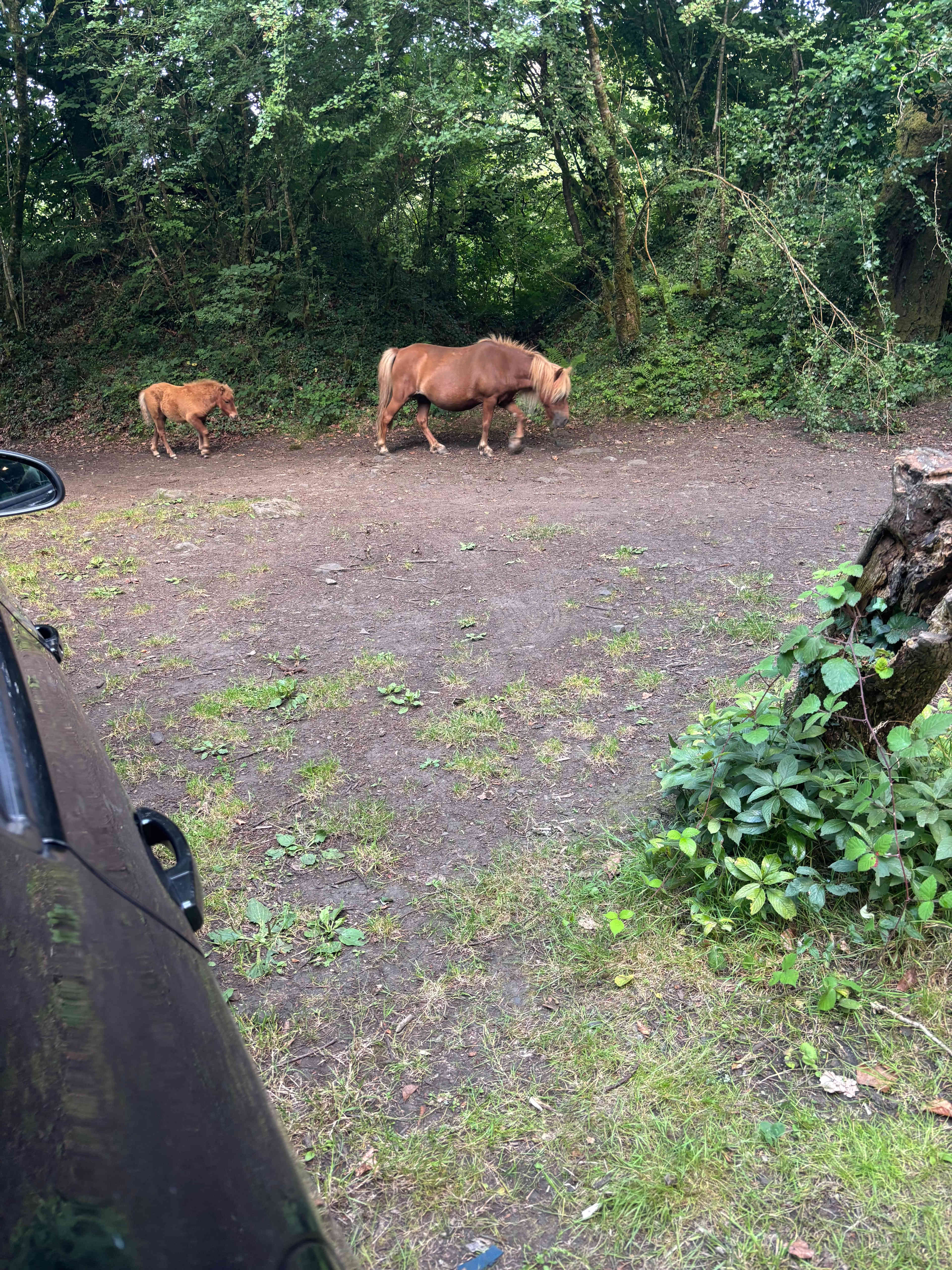 Meldon Lake and Woods Wild Camping