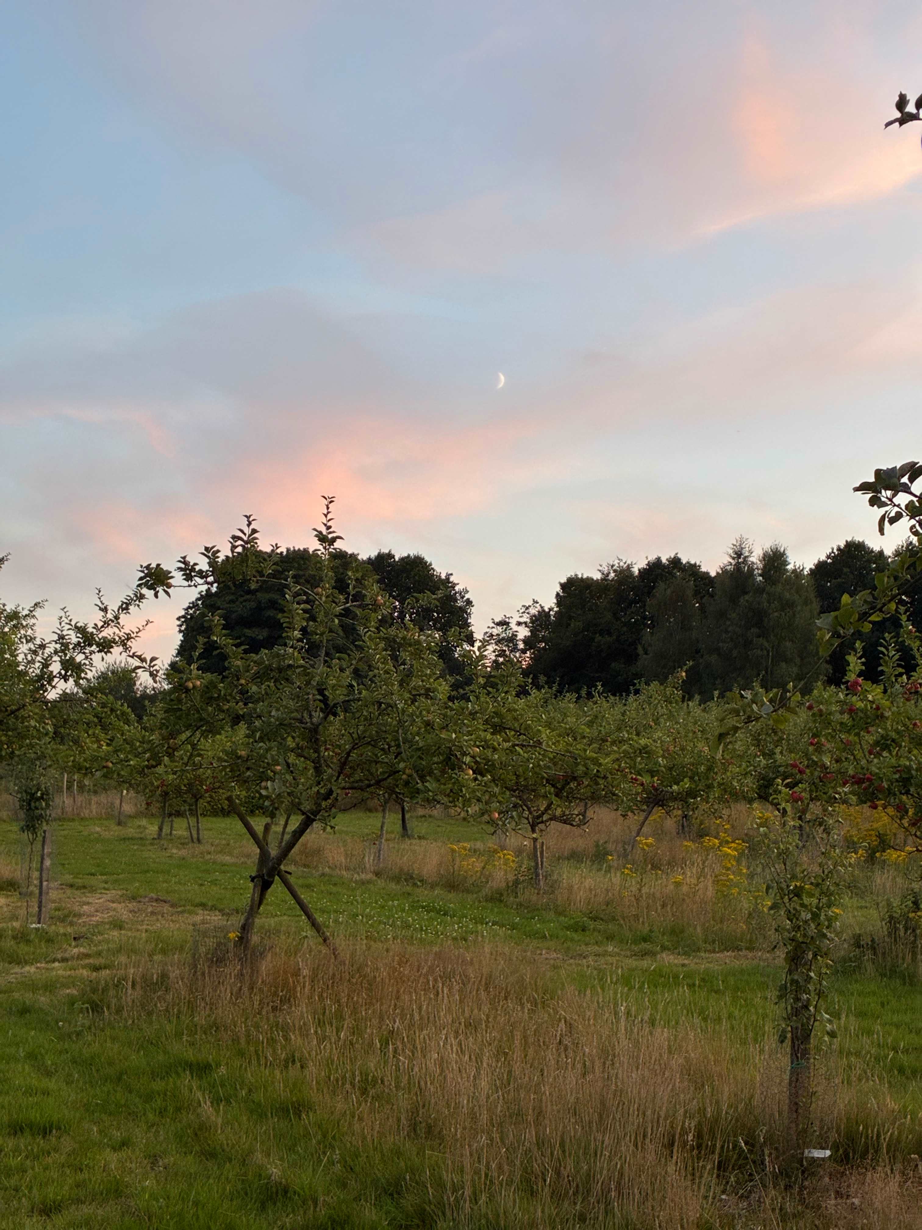 Plum Camping in May Tree Orchard