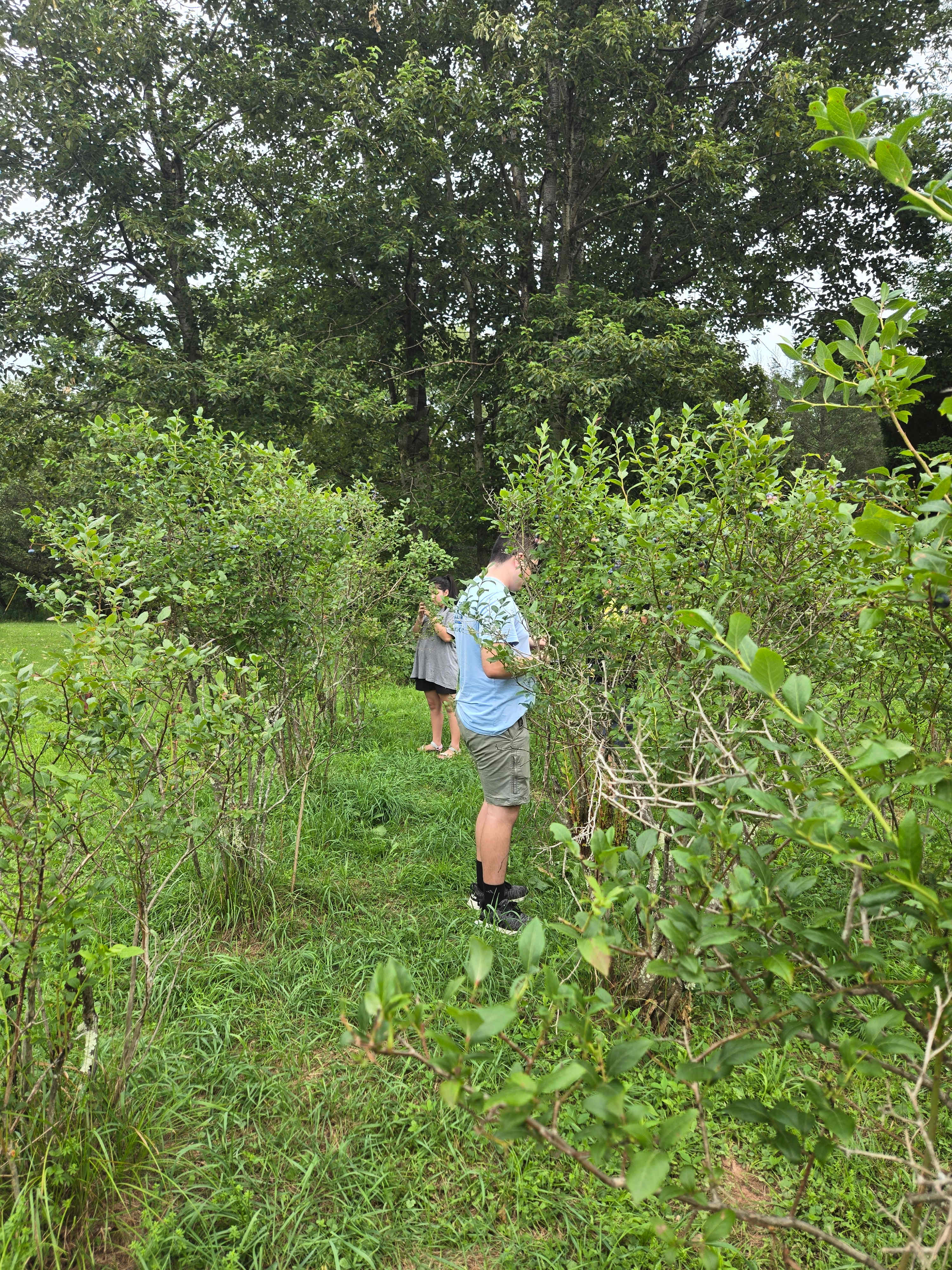 Blueberry picking