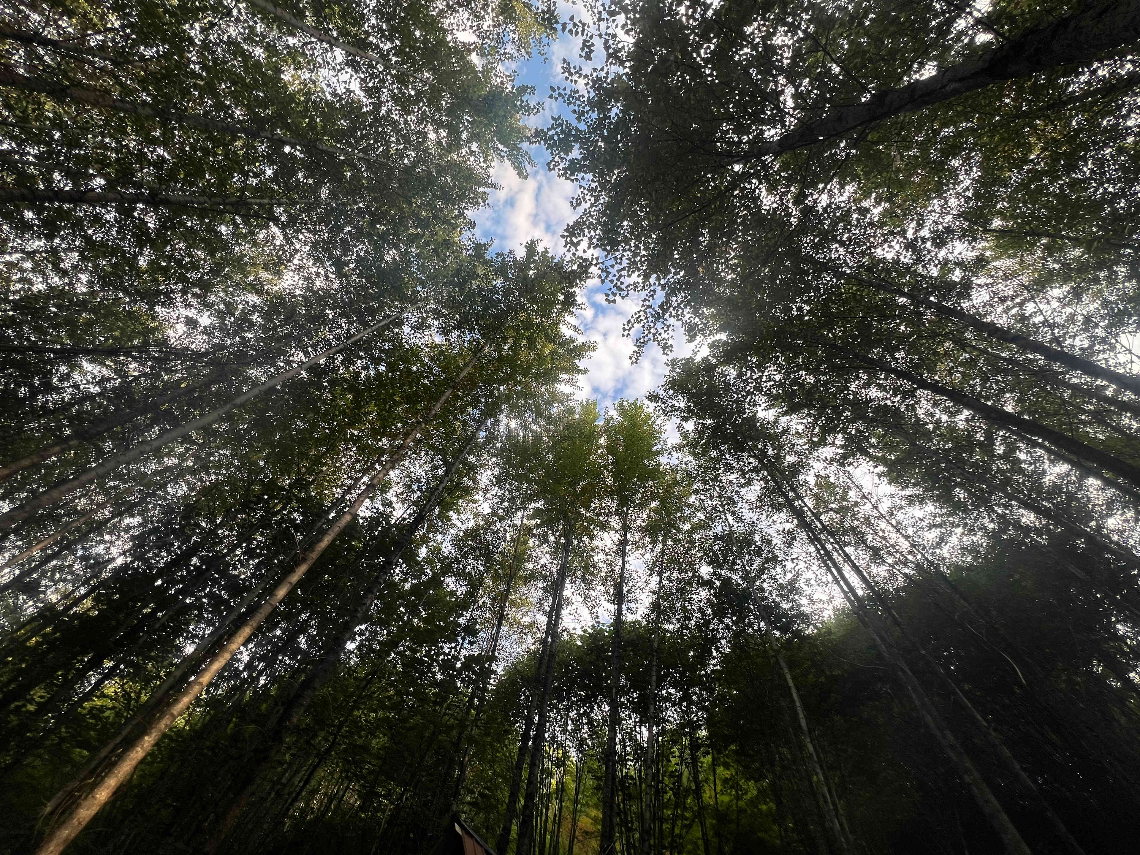 Looking up