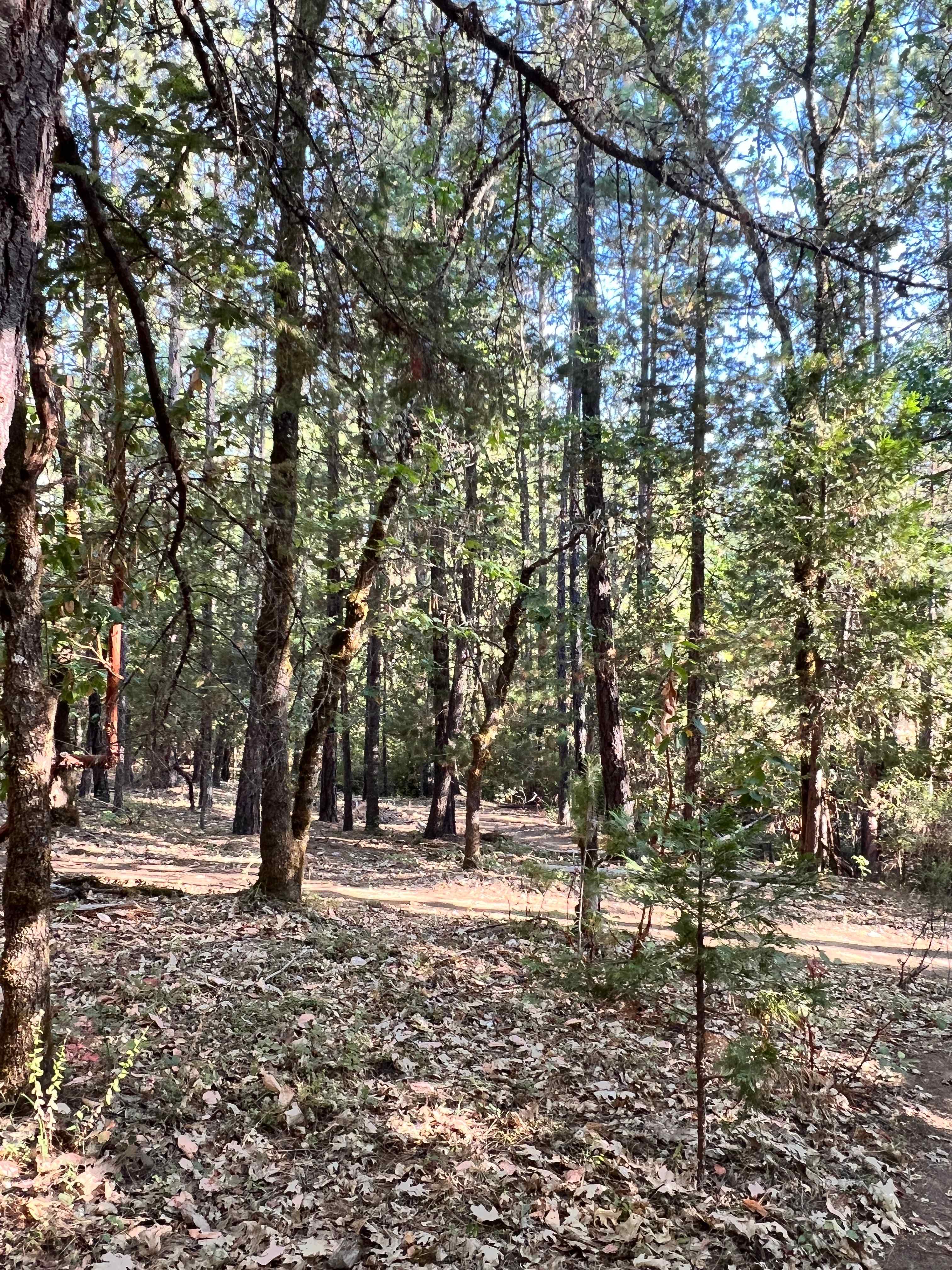 Wild Azalea Eco-Camp