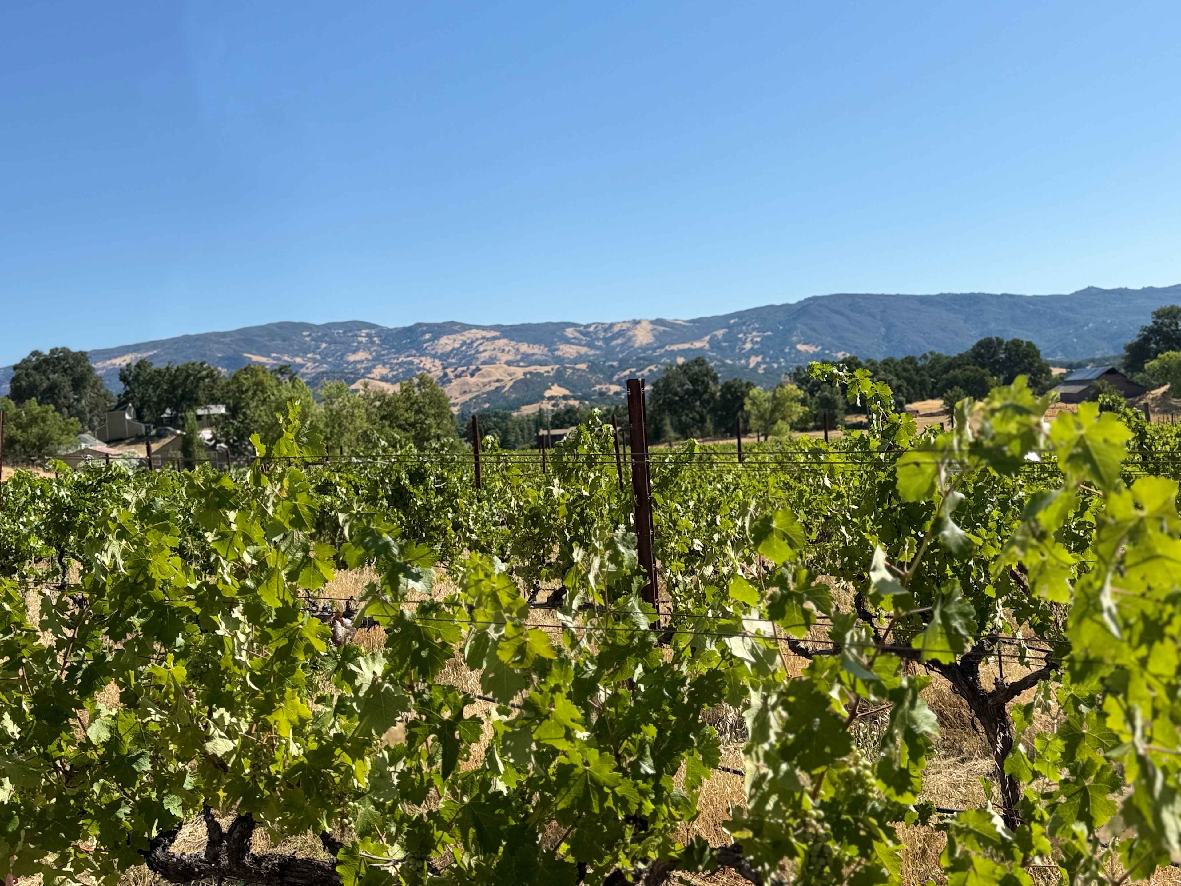 Duncan Peak Vineyards