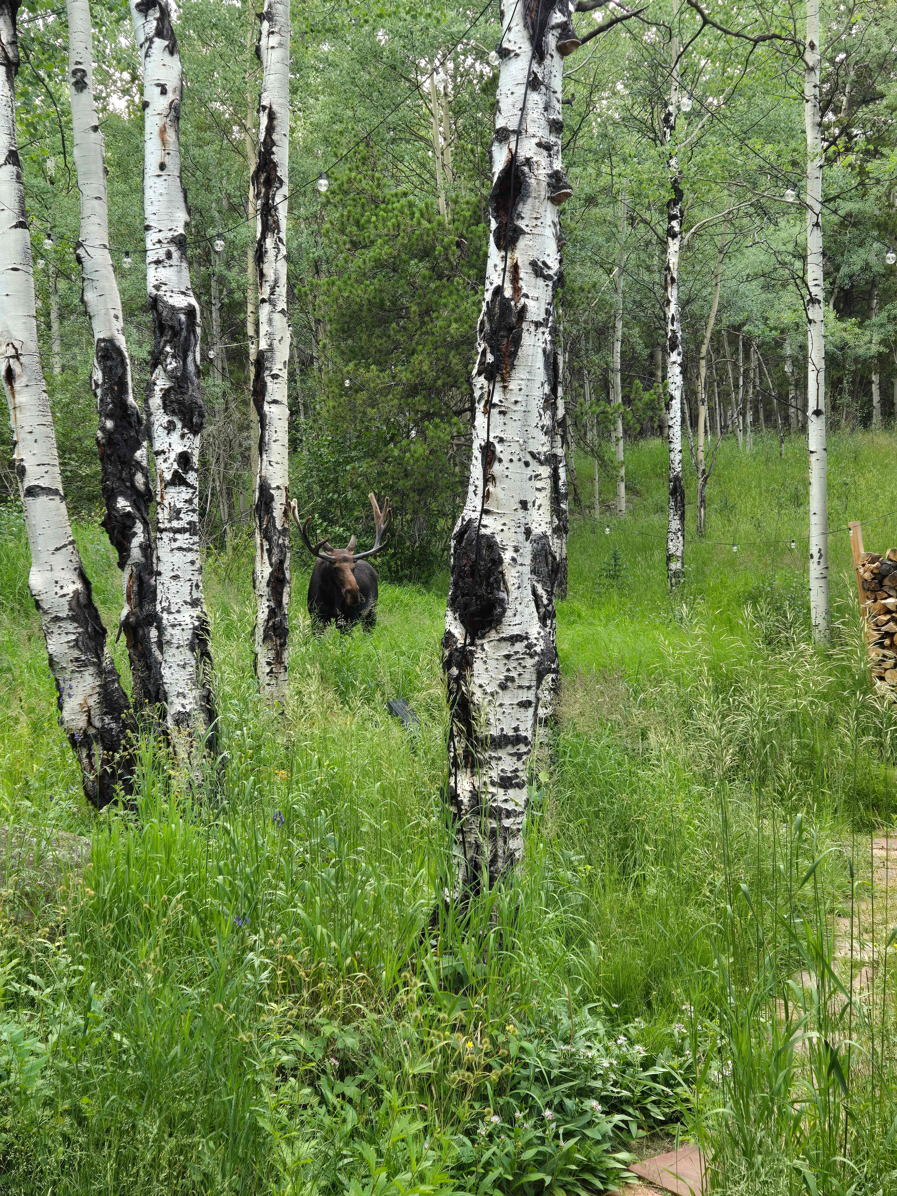 Aspen Forest in Evergreen Colorado