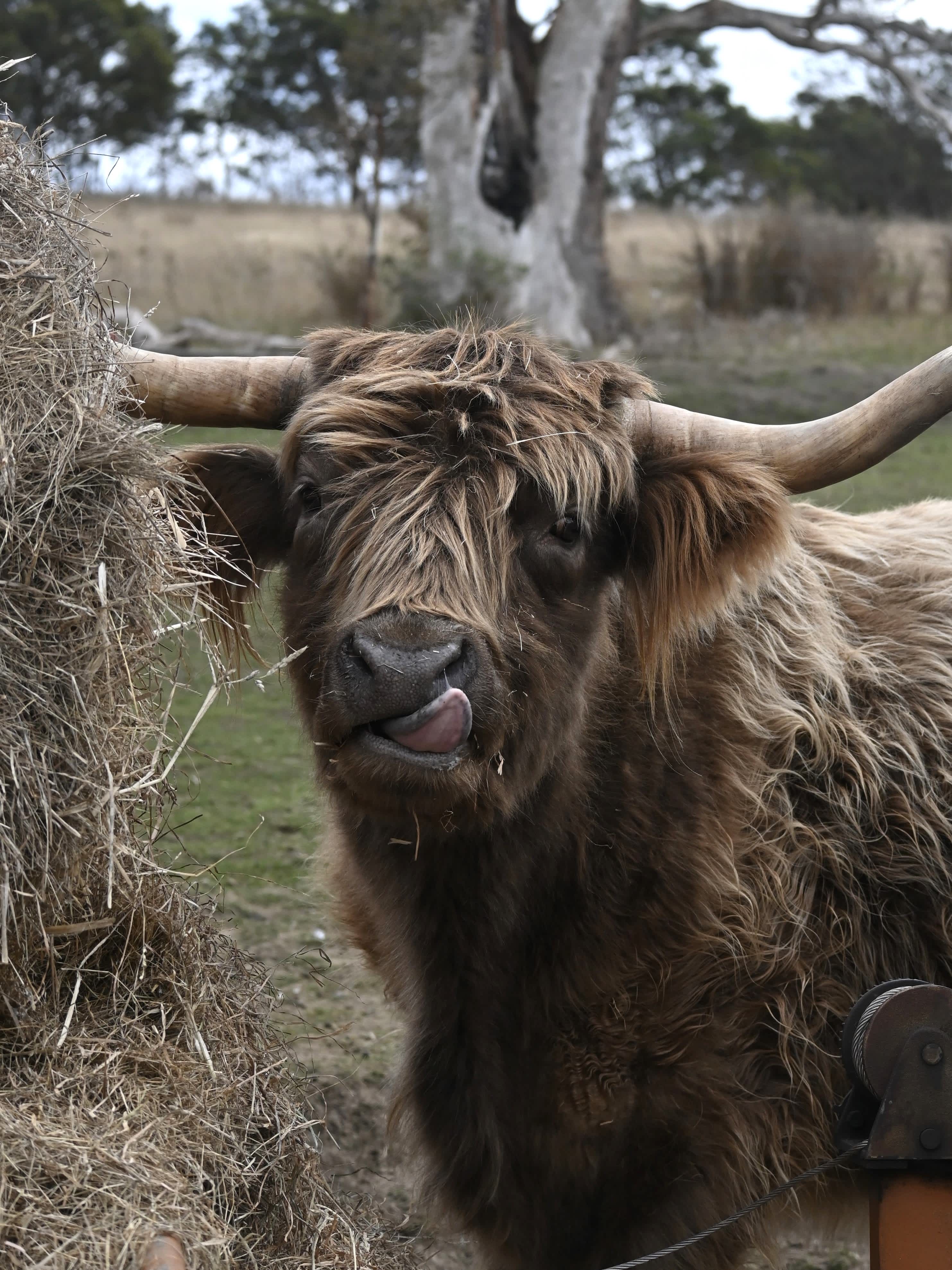 Gorgeous cows wandered down for breakfast.