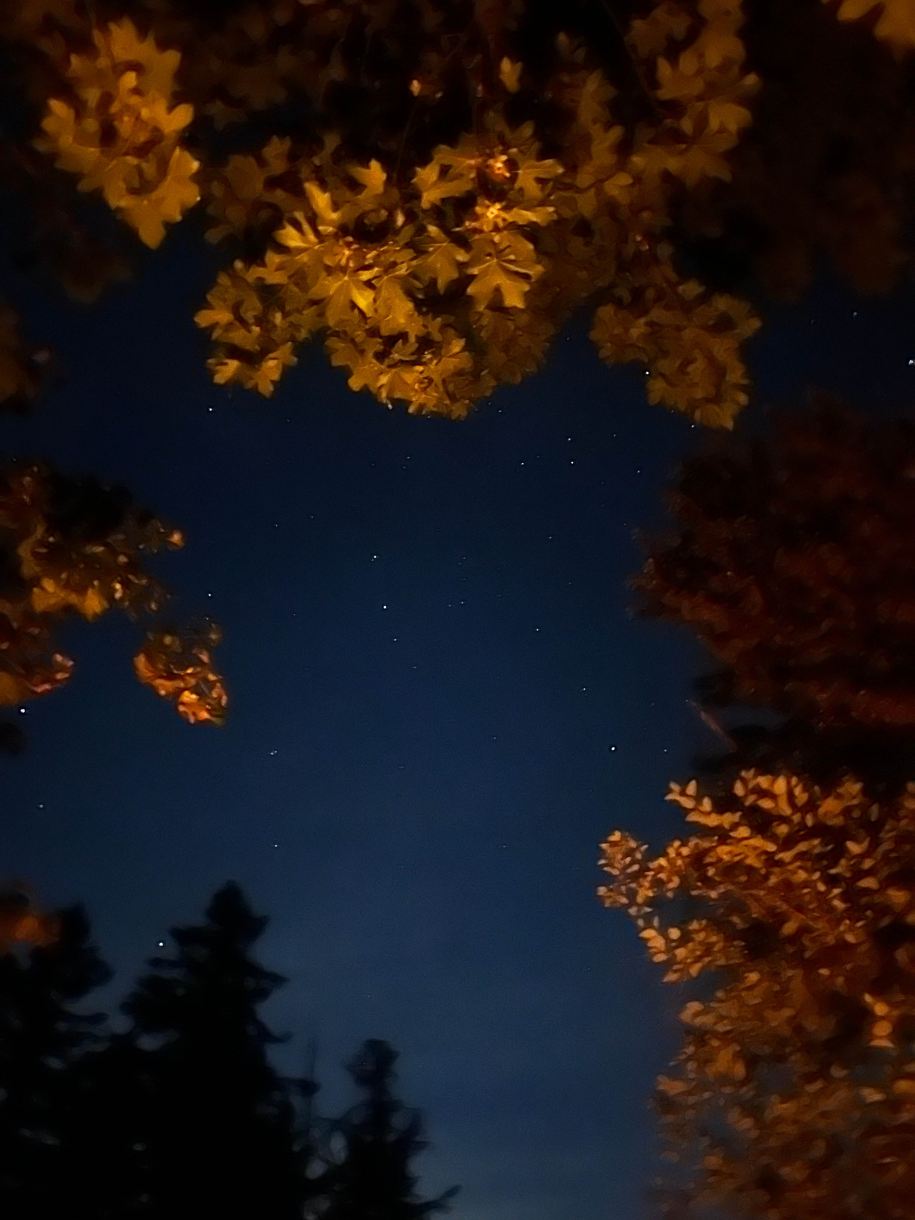 Starry skies 