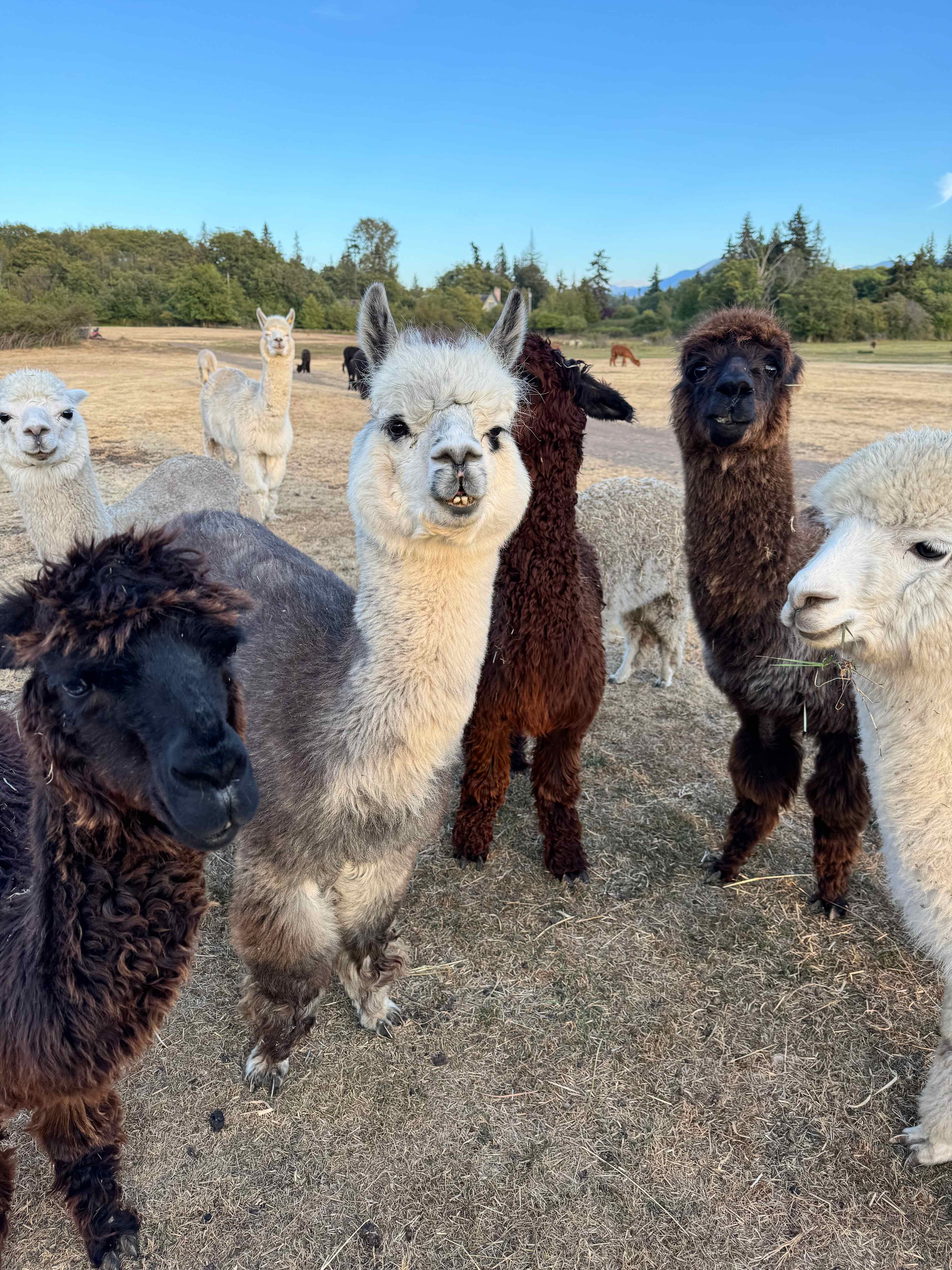 Run w/ Alpacas Farm Stay Port Angeles