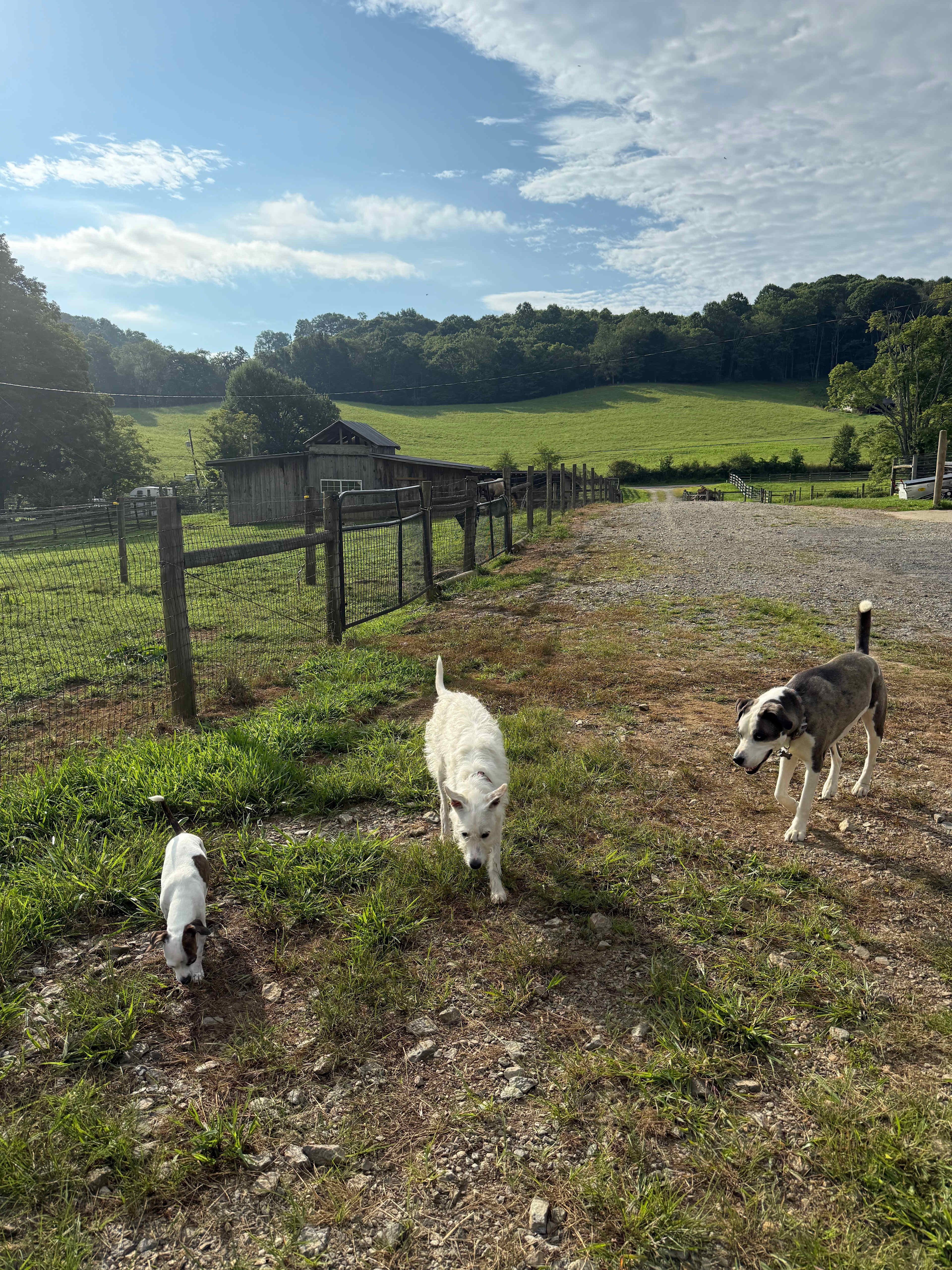 RugbyCreek Pet Friendly Rentals