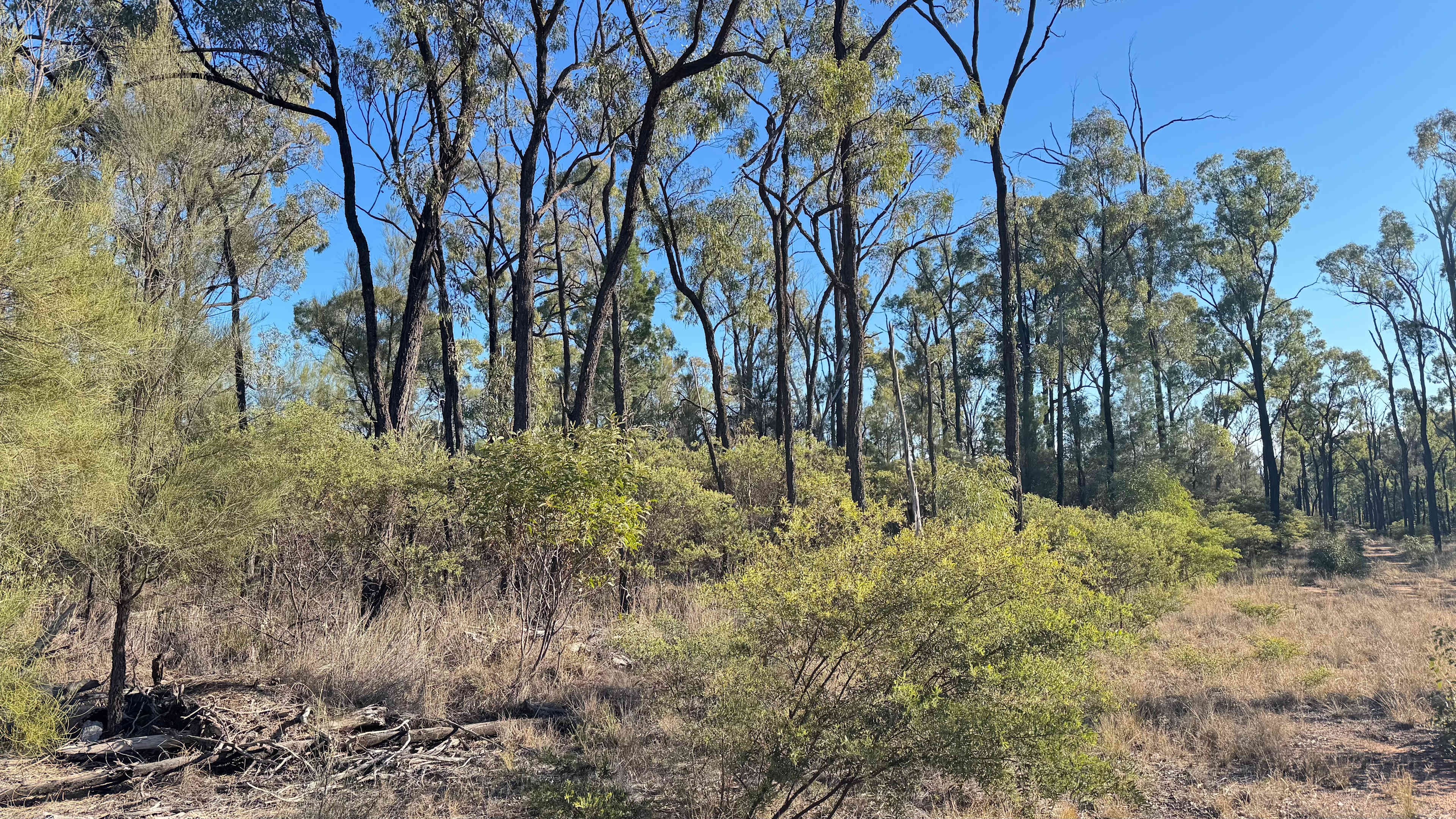 This is typical of the forest on this beautiful property 