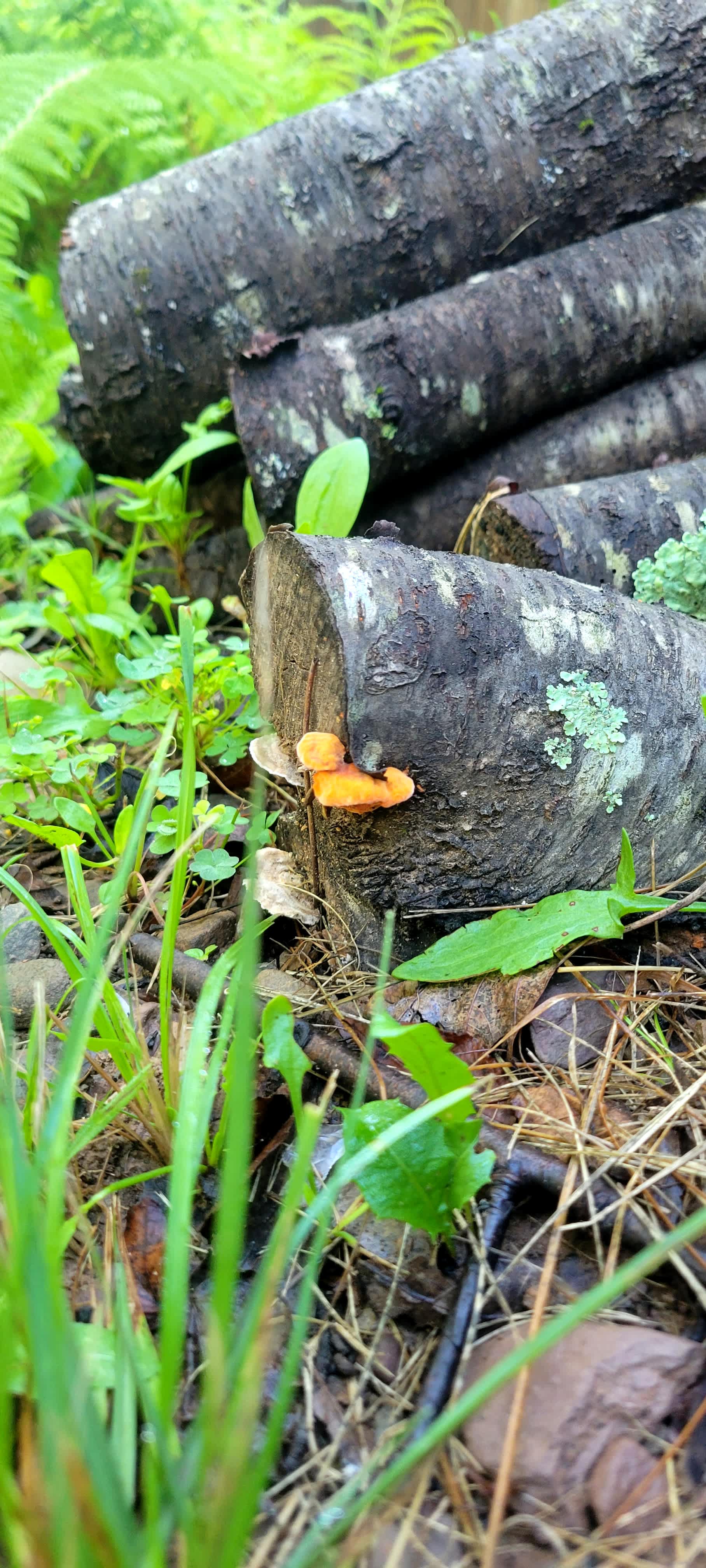 Little mushie friends right on the property