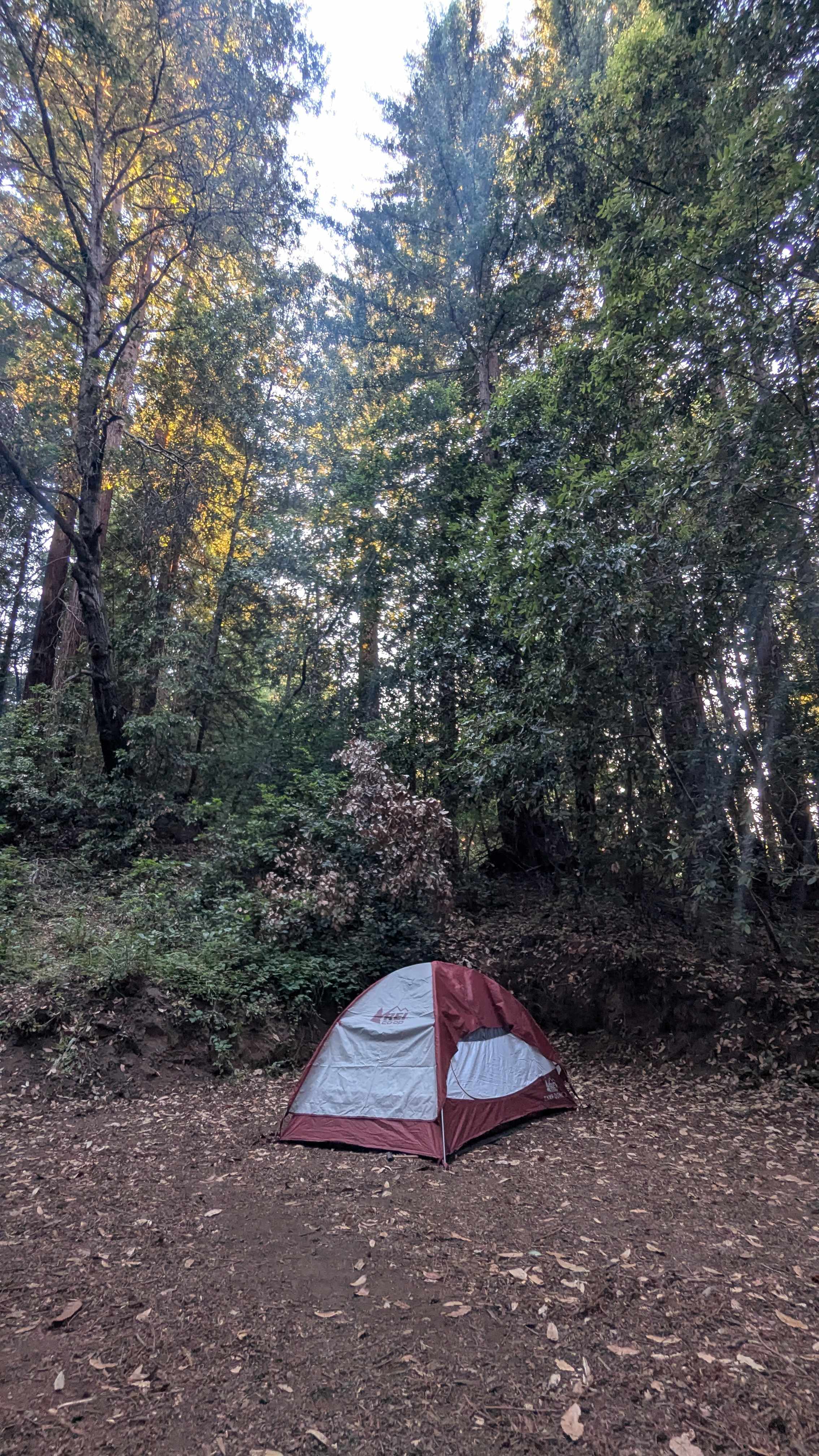 Redwood Paradise