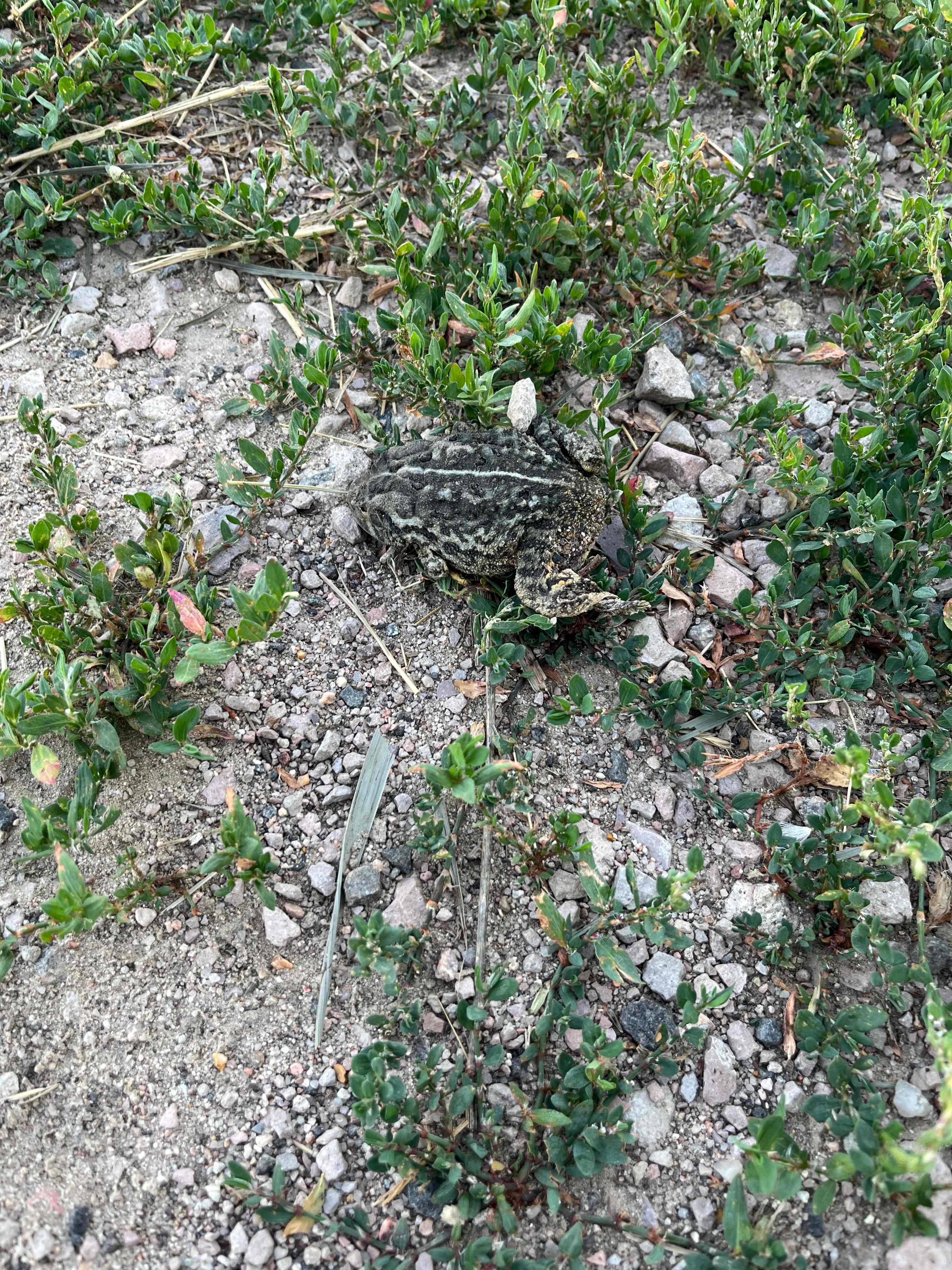 Toad