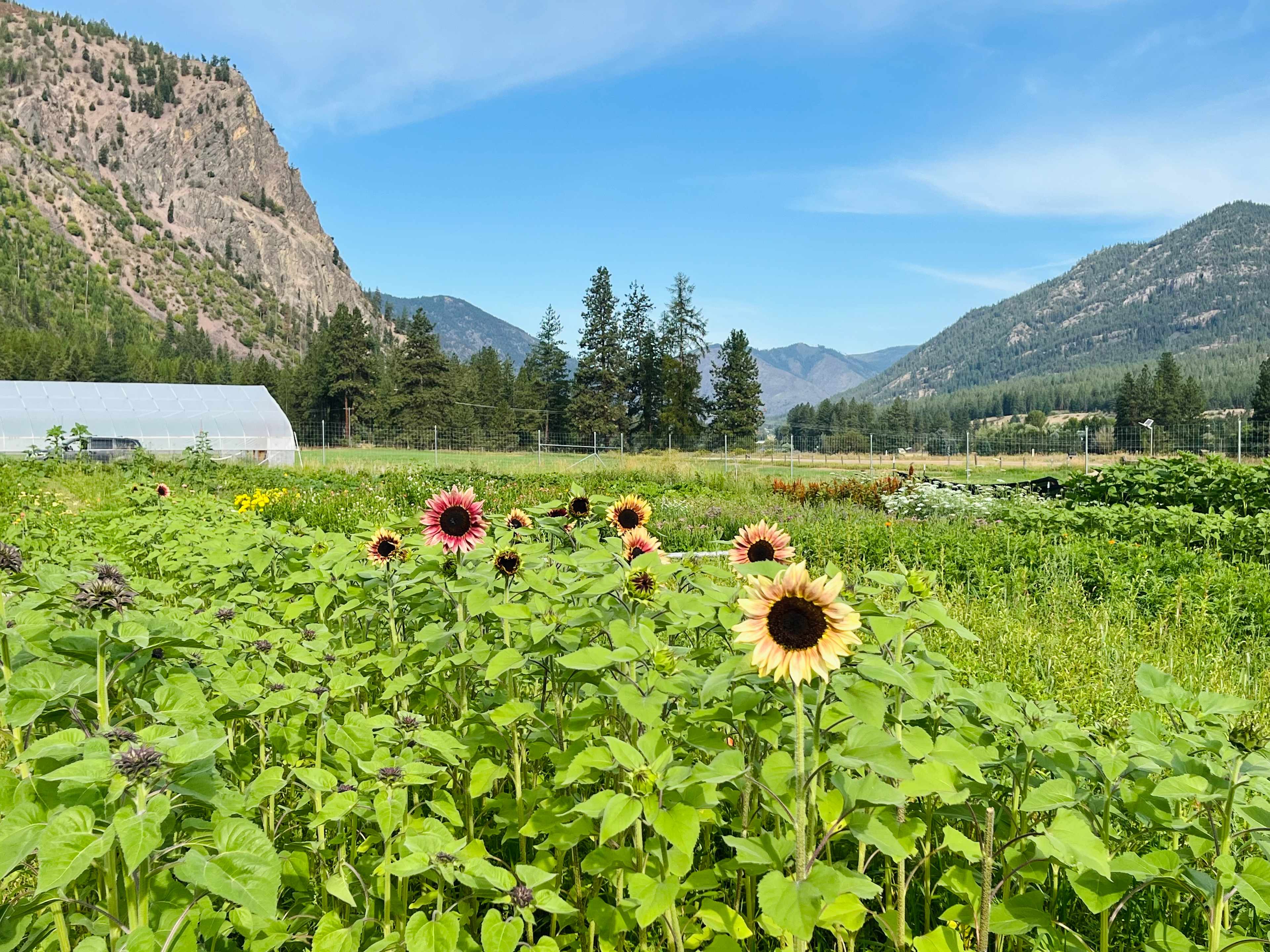 Flower Farm w/Gorgeous Views-RV Pad