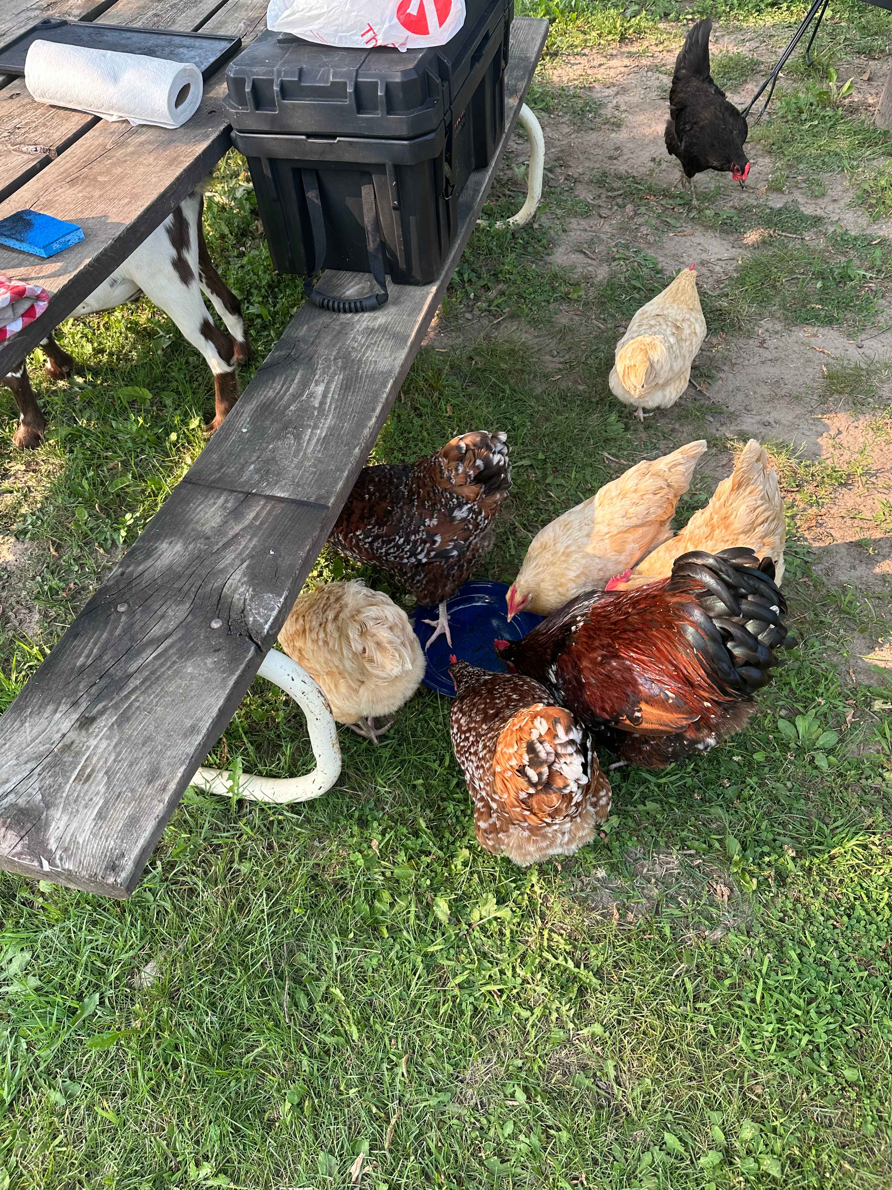 The Jubilee Homestead