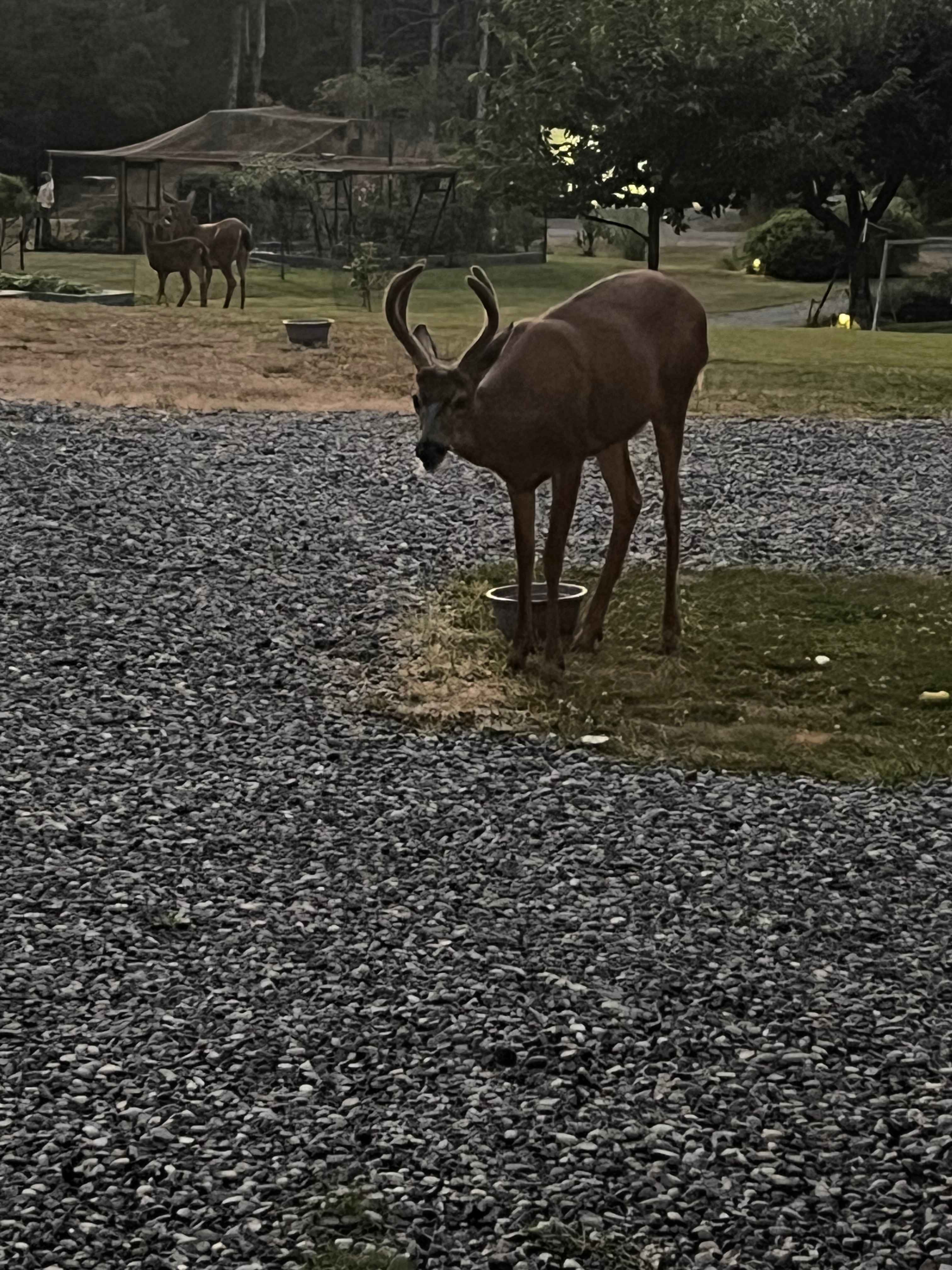 “Steven” the 3 yr old local deer. Friendly and so fun to watch!